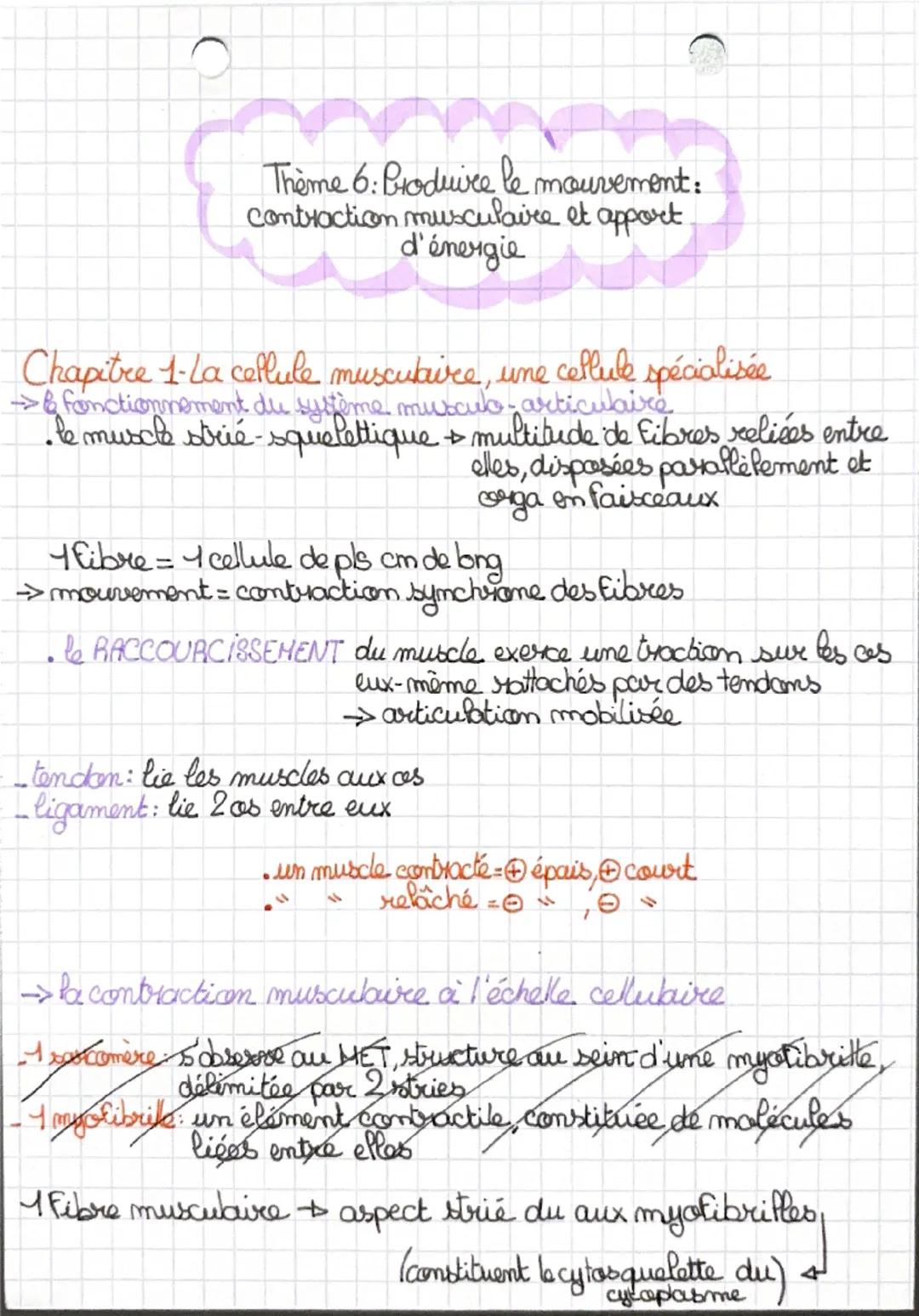 Thème 6: Produire le mouvement:
contraction musculaire et apport.
d'énergie

Chapitre 1-La cellule musculaire, une cellule spécialisée
& fon