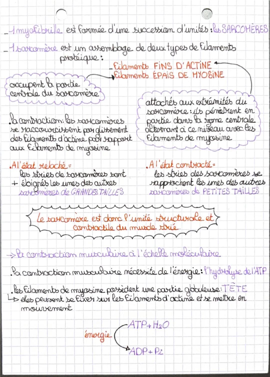 Thème 6: Produire le mouvement:
contraction musculaire et apport.
d'énergie

Chapitre 1-La cellule musculaire, une cellule spécialisée
& fon