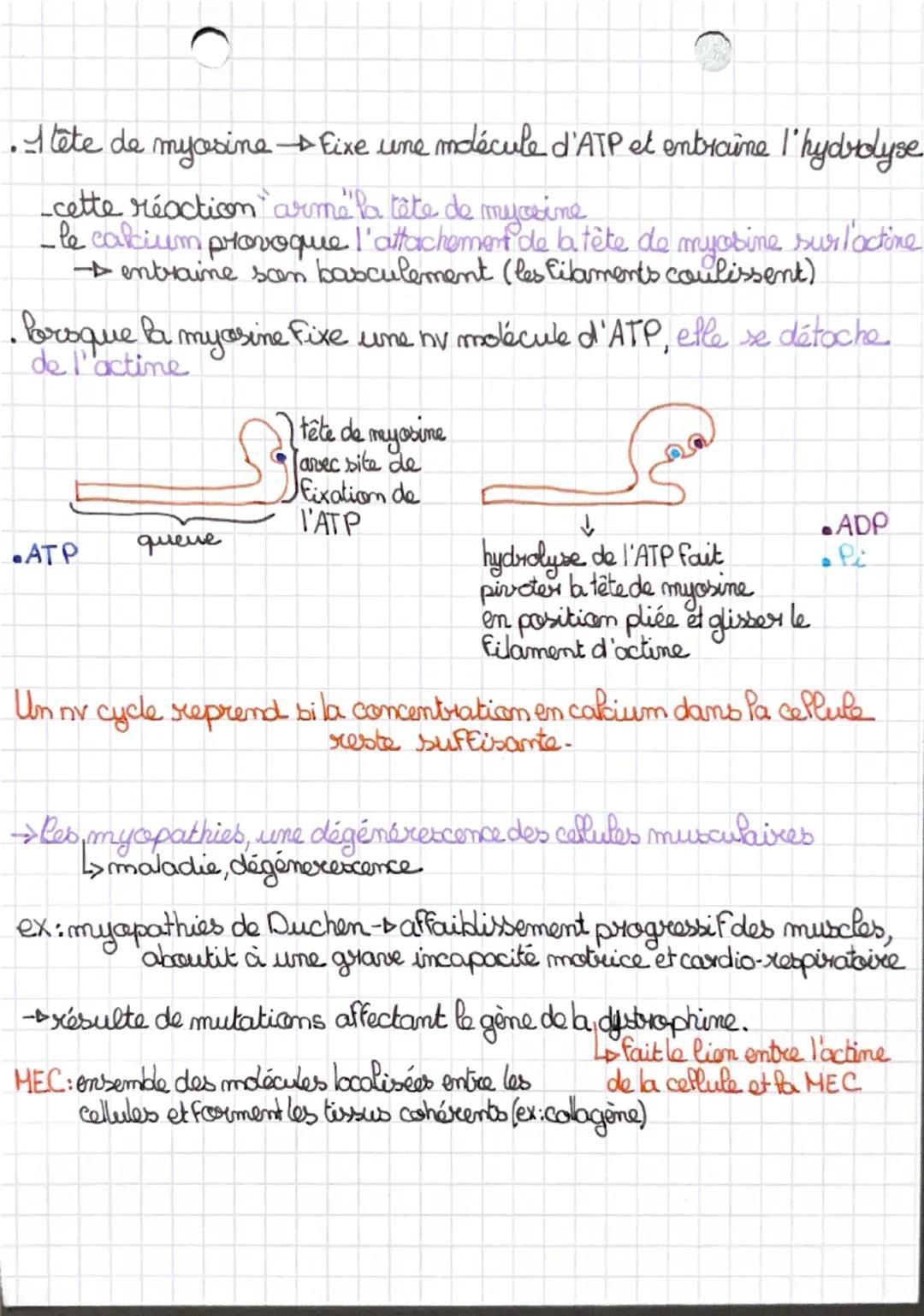 Thème 6: Produire le mouvement:
contraction musculaire et apport.
d'énergie

Chapitre 1-La cellule musculaire, une cellule spécialisée
& fon