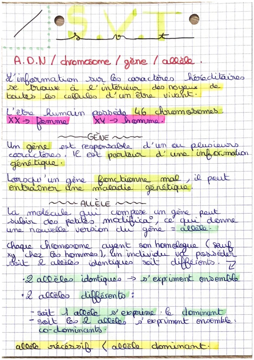 # 大

A.D.N/chromosome/gène /allèle

d'information sur les caractères héréditaires
se trouve à l' intérieur des noyaux.
toutes les cellules d