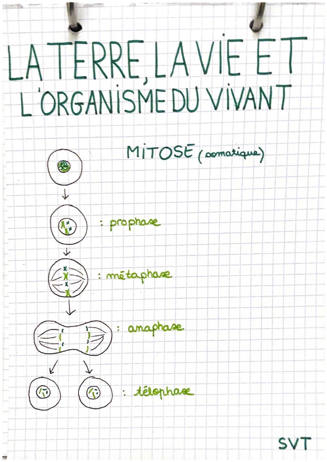 LA TERRE, LA VIE ET
L'ORGANISME DU VIVANT
:
MITOSE (somatique)
5
prophase
: métaphase
: anaphase
1
Ⓡ : télophase
SVT MEIOSE (germinale)
⑥
ol