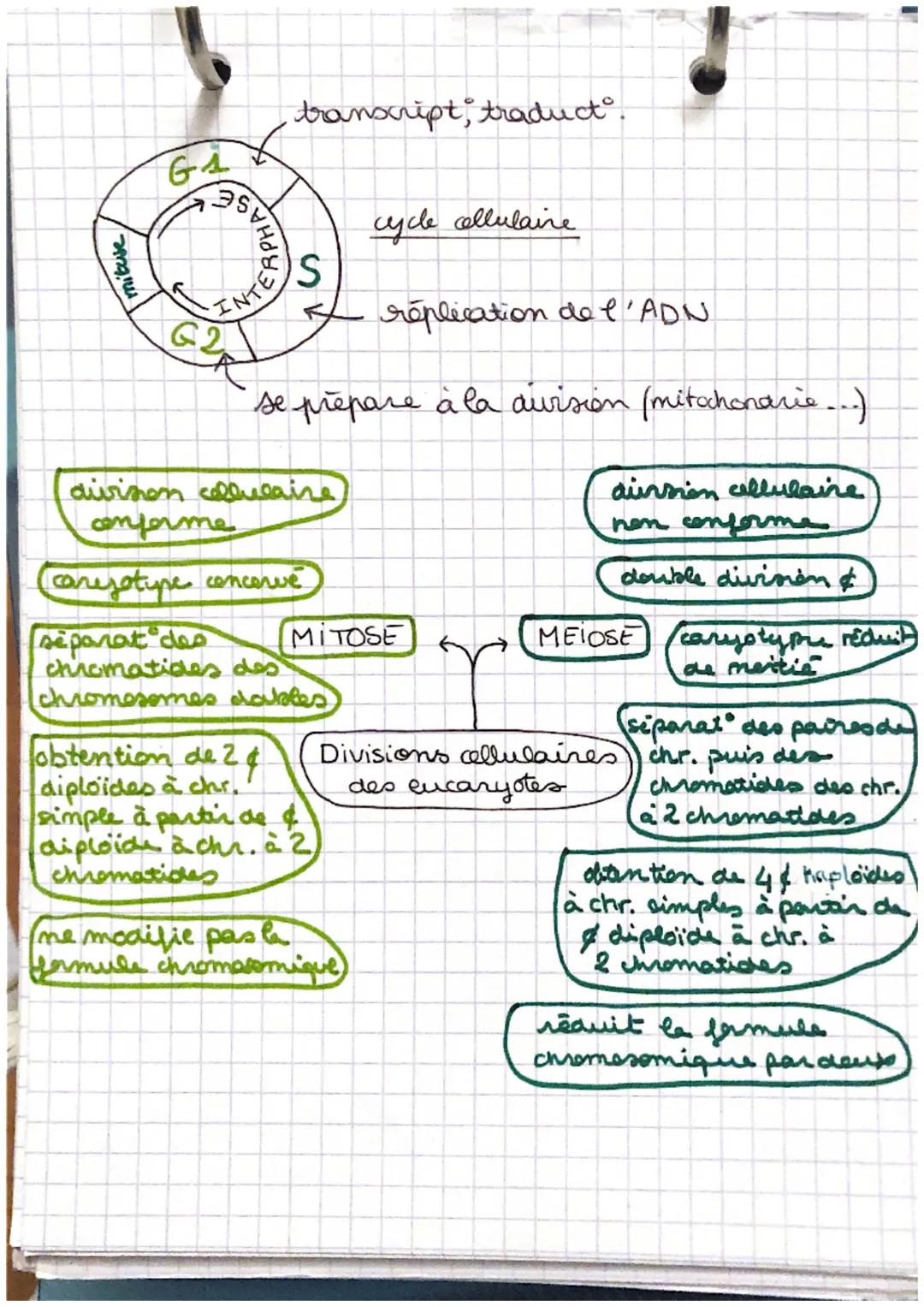 LA TERRE, LA VIE ET
L'ORGANISME DU VIVANT
:
MITOSE (somatique)
5
prophase
: métaphase
: anaphase
1
Ⓡ : télophase
SVT MEIOSE (germinale)
⑥
ol