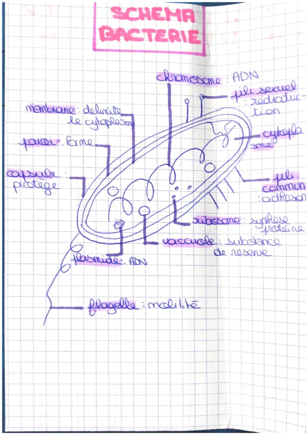 # LE POUVOIR PATHOGENE

1: DES BACTIES fiche

al Infection bactérienne

Infection: penetration + multiplication des m-0
dans l'organisme

po