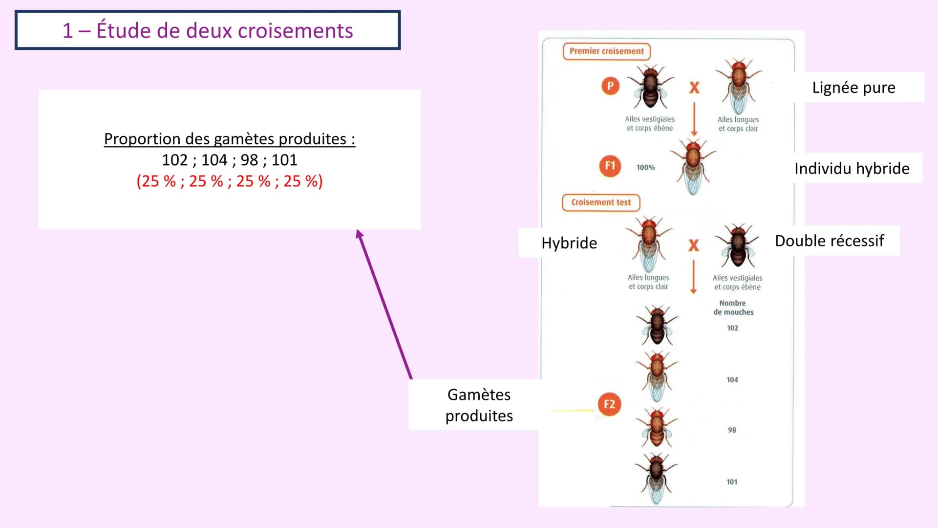 Chapitre 3 :
Brassage génétique et reproduction sexuée
A. SAINT GERMAIN
asaintgermain@outlook.fr Chapitre 3 : Brassage génétique et reproduc