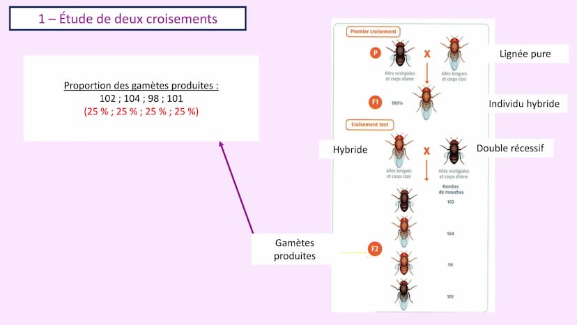 Chapitre 3 :
Brassage génétique et reproduction sexuée
A. SAINT GERMAIN
asaintgermain@outlook.fr Chapitre 3 : Brassage génétique et reproduc
