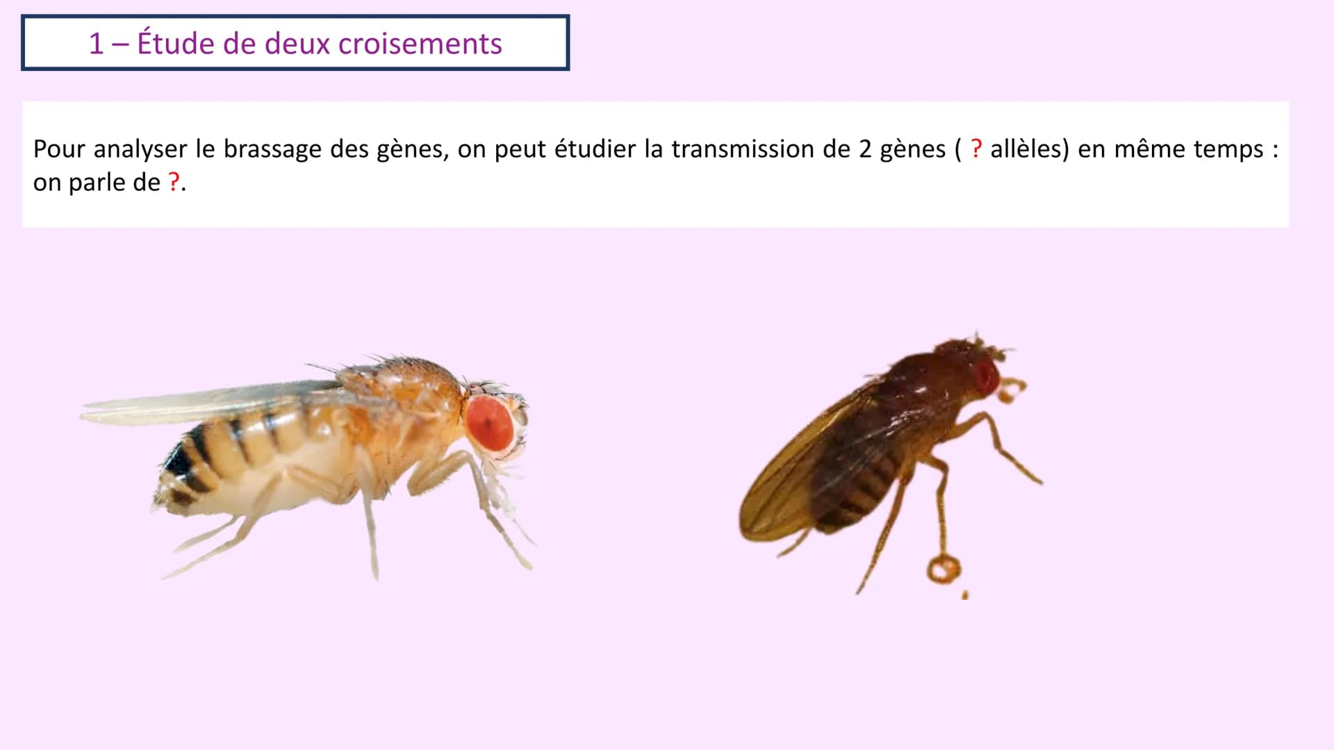 Chapitre 3 :
Brassage génétique et reproduction sexuée
A. SAINT GERMAIN
asaintgermain@outlook.fr Chapitre 3 : Brassage génétique et reproduc