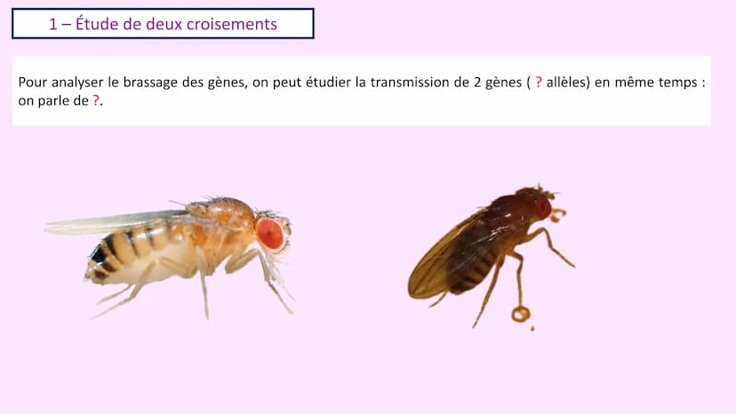 Chapitre 3 :
Brassage génétique et reproduction sexuée
A. SAINT GERMAIN
asaintgermain@outlook.fr Chapitre 3 : Brassage génétique et reproduc