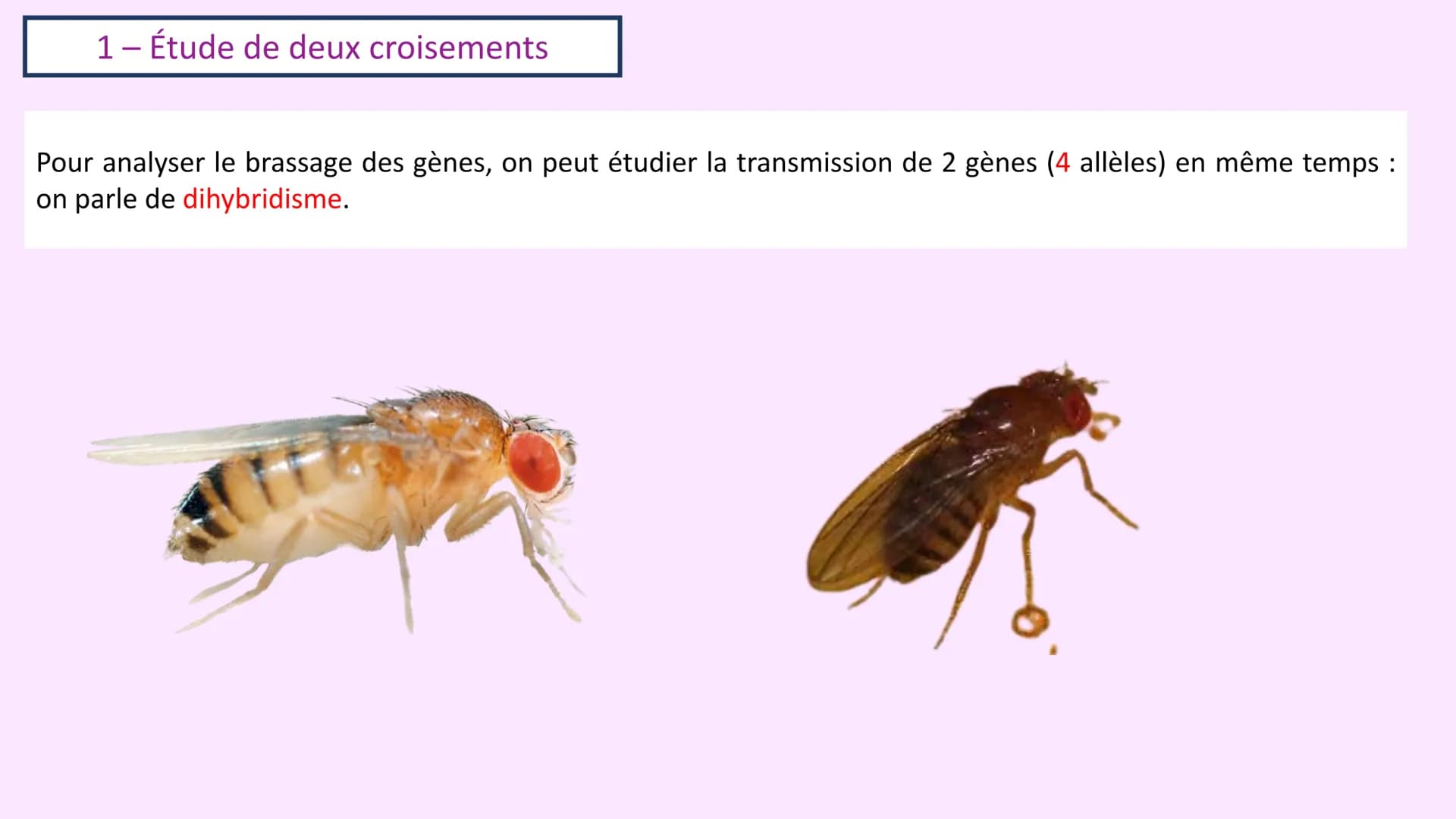 Chapitre 3 :
Brassage génétique et reproduction sexuée
A. SAINT GERMAIN
asaintgermain@outlook.fr Chapitre 3 : Brassage génétique et reproduc