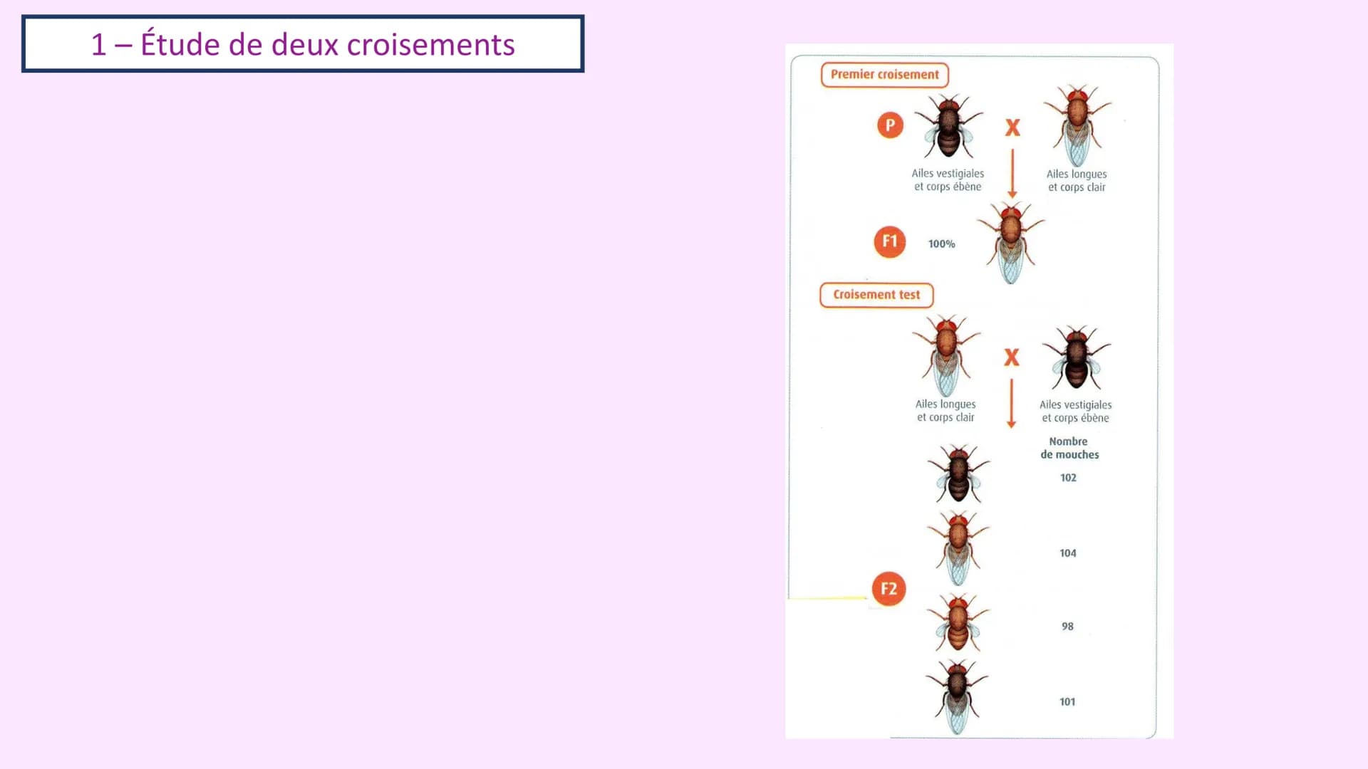 Chapitre 3 :
Brassage génétique et reproduction sexuée
A. SAINT GERMAIN
asaintgermain@outlook.fr Chapitre 3 : Brassage génétique et reproduc