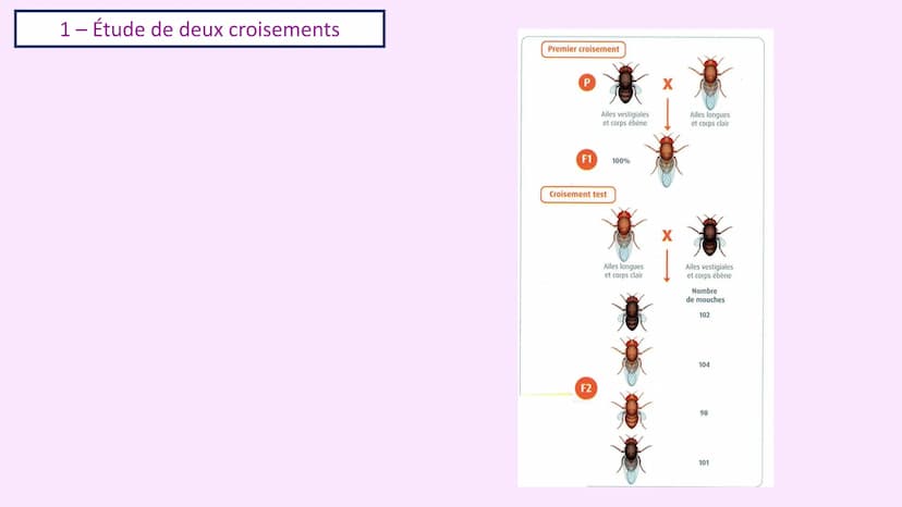 Chapitre 3 :
Brassage génétique et reproduction sexuée
A. SAINT GERMAIN
asaintgermain@outlook.fr Chapitre 3 : Brassage génétique et reproduc