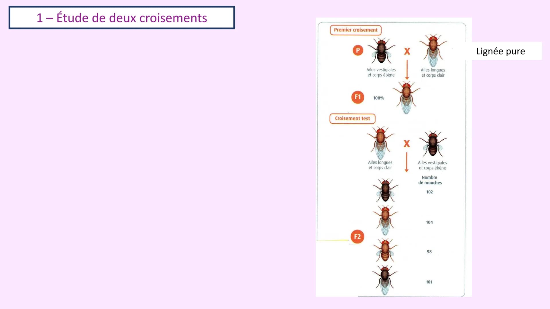 Chapitre 3 :
Brassage génétique et reproduction sexuée
A. SAINT GERMAIN
asaintgermain@outlook.fr Chapitre 3 : Brassage génétique et reproduc