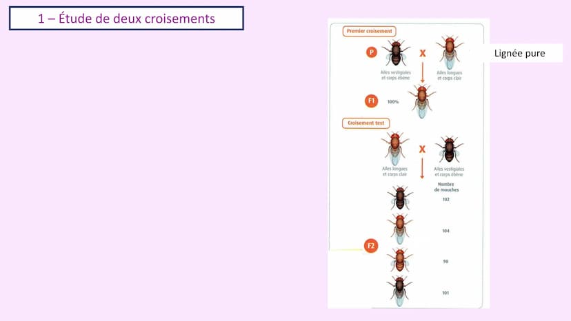 Chapitre 3 :
Brassage génétique et reproduction sexuée
A. SAINT GERMAIN
asaintgermain@outlook.fr Chapitre 3 : Brassage génétique et reproduc