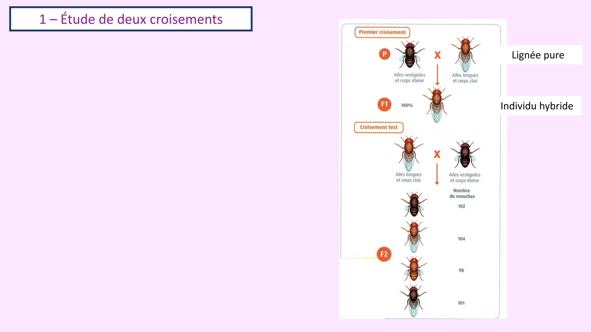 Chapitre 3 :
Brassage génétique et reproduction sexuée
A. SAINT GERMAIN
asaintgermain@outlook.fr Chapitre 3 : Brassage génétique et reproduc