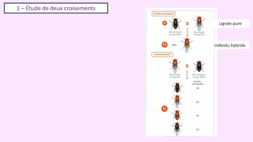 Chapitre 3 :
Brassage génétique et reproduction sexuée
A. SAINT GERMAIN
asaintgermain@outlook.fr Chapitre 3 : Brassage génétique et reproduc