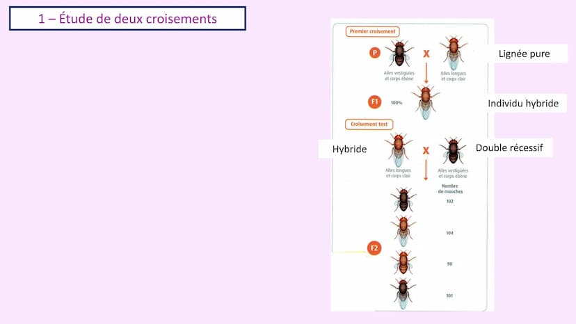 Chapitre 3 :
Brassage génétique et reproduction sexuée
A. SAINT GERMAIN
asaintgermain@outlook.fr Chapitre 3 : Brassage génétique et reproduc