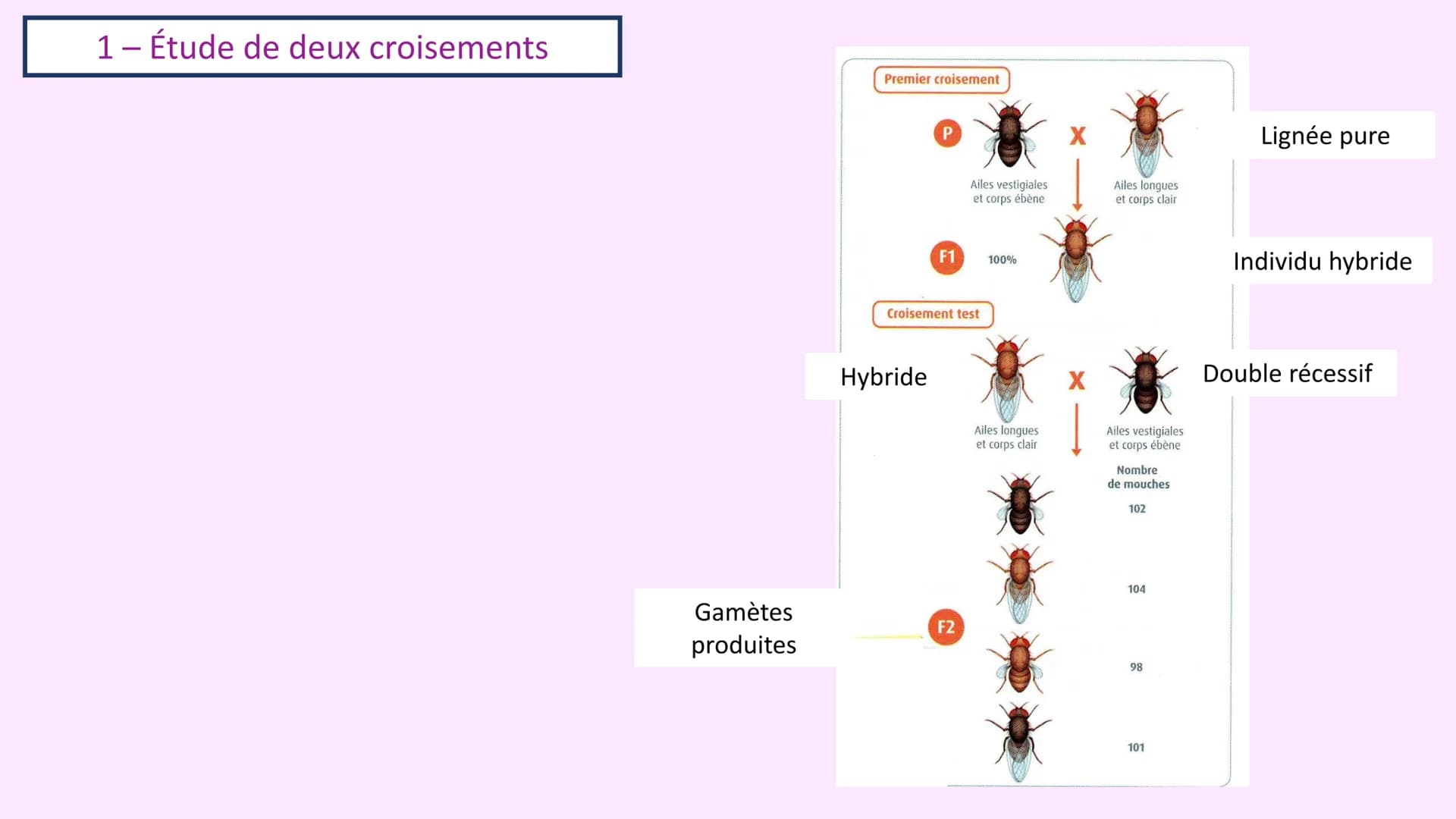 Chapitre 3 :
Brassage génétique et reproduction sexuée
A. SAINT GERMAIN
asaintgermain@outlook.fr Chapitre 3 : Brassage génétique et reproduc