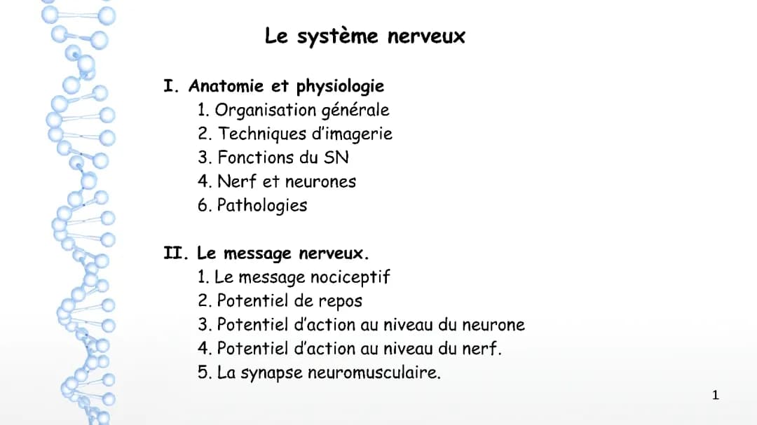 Schéma et Cours sur le Système Nerveux Central et Périphérique
