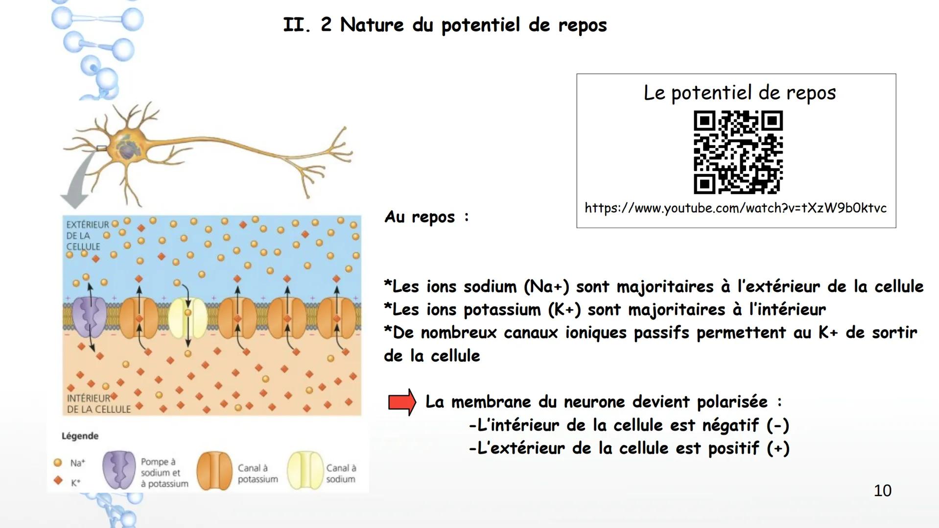 Le système nerveux
I. Anatomie et physiologie
1. Organisation générale
2. Techniques d'imagerie
3. Fonctions du SN
4. Nerf et neurones
6. Pa