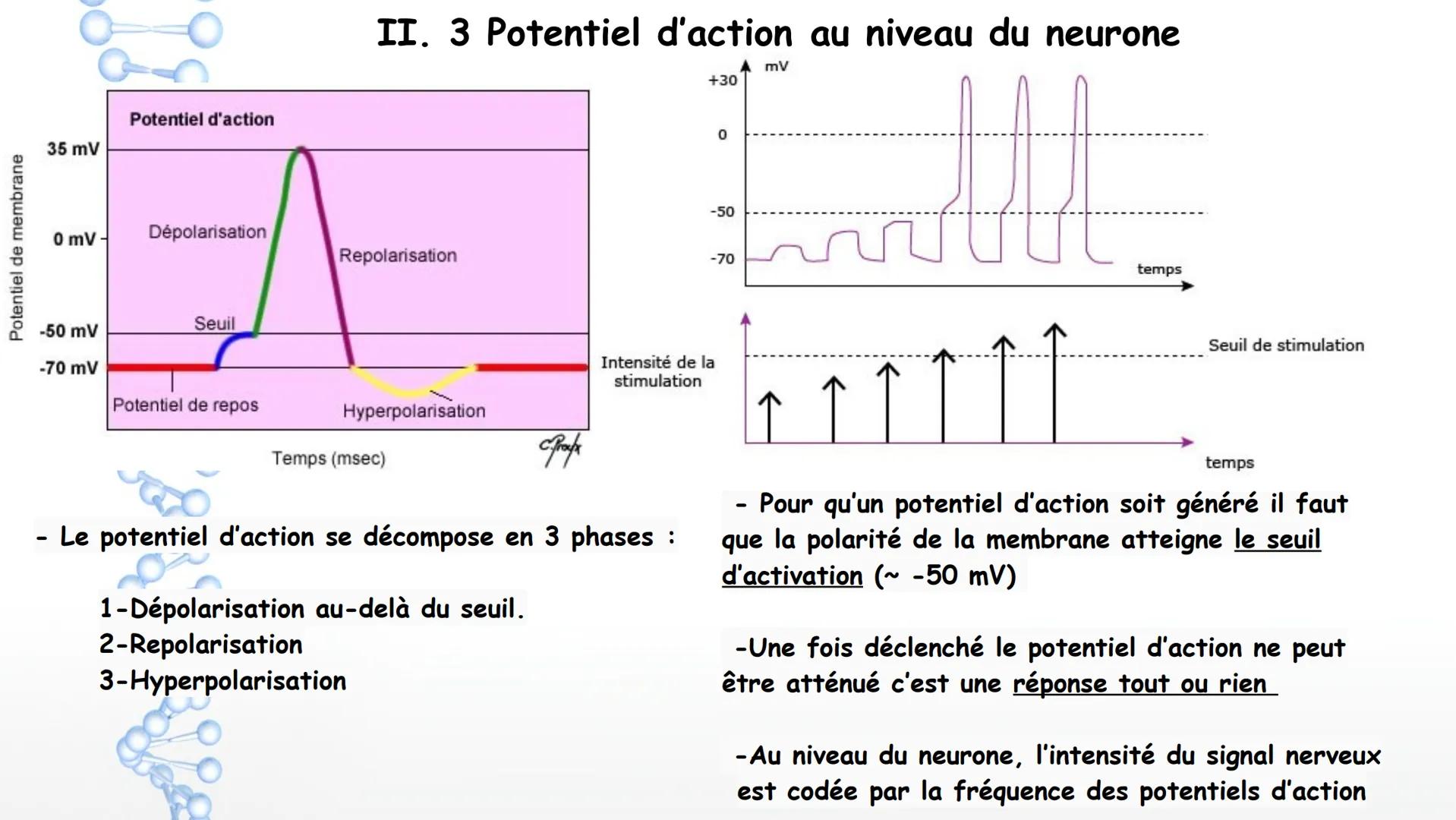 Le système nerveux
I. Anatomie et physiologie
1. Organisation générale
2. Techniques d'imagerie
3. Fonctions du SN
4. Nerf et neurones
6. Pa