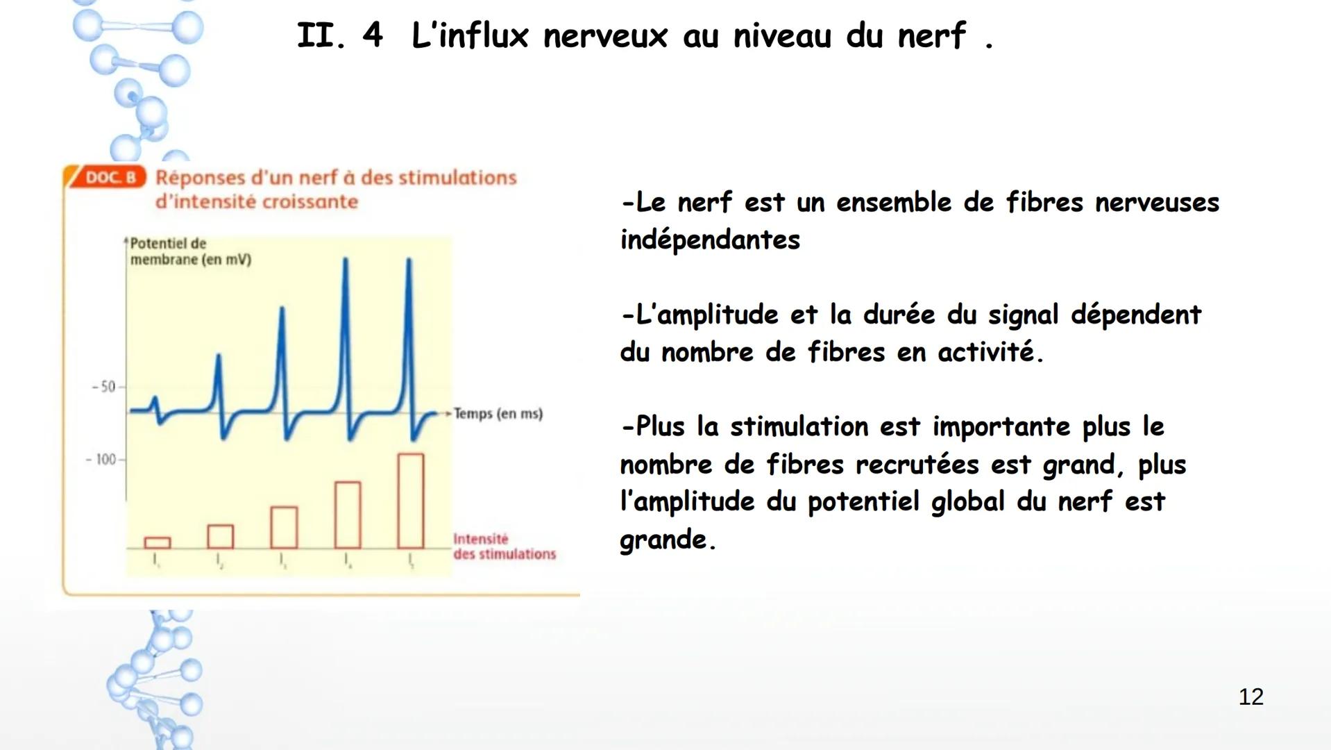 Le système nerveux
I. Anatomie et physiologie
1. Organisation générale
2. Techniques d'imagerie
3. Fonctions du SN
4. Nerf et neurones
6. Pa