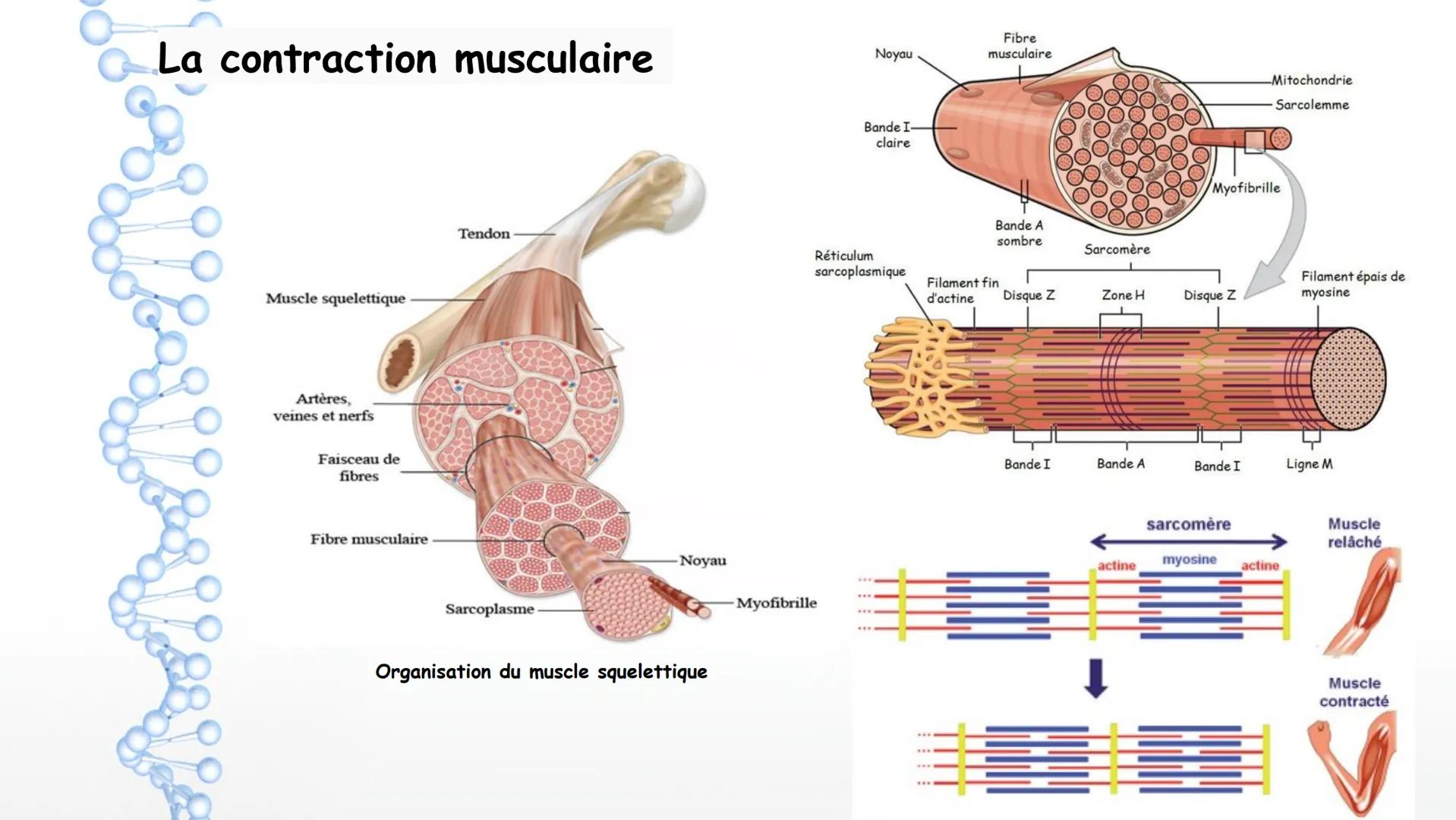 Le système nerveux
I. Anatomie et physiologie
1. Organisation générale
2. Techniques d'imagerie
3. Fonctions du SN
4. Nerf et neurones
6. Pa