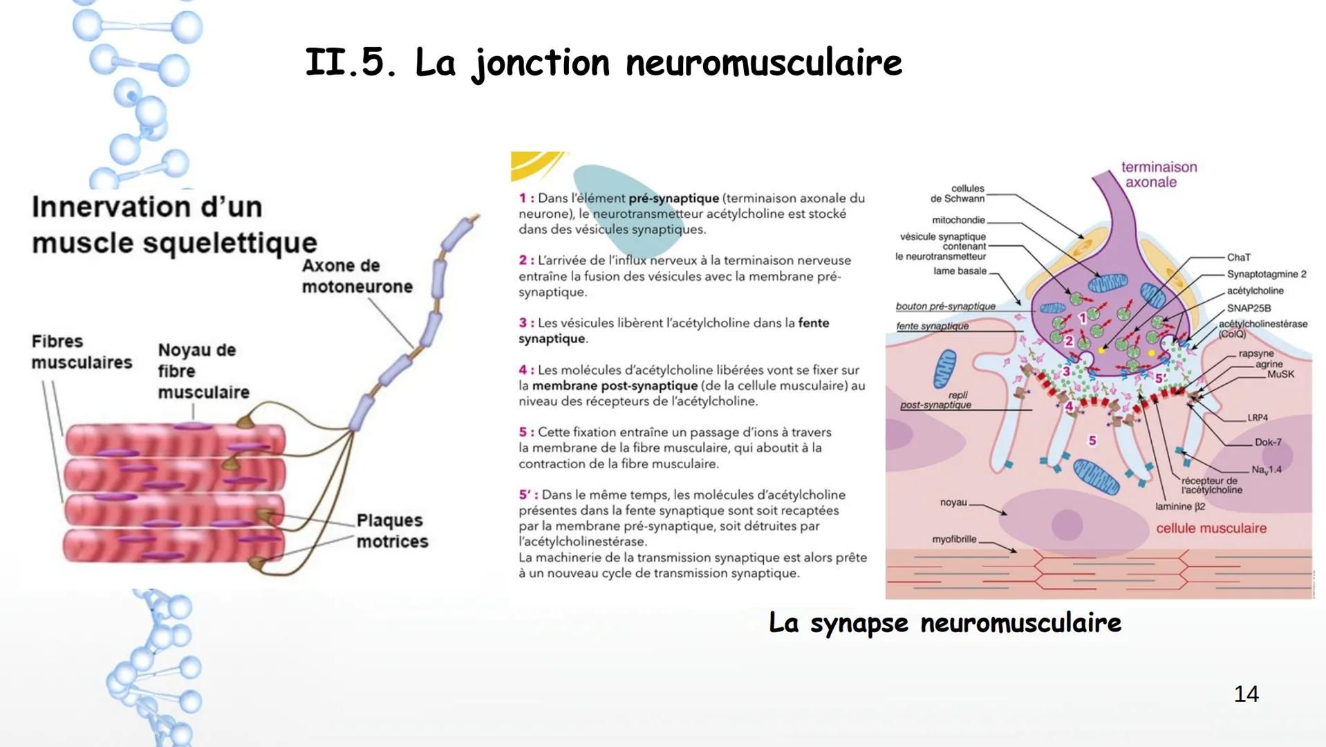 Le système nerveux
I. Anatomie et physiologie
1. Organisation générale
2. Techniques d'imagerie
3. Fonctions du SN
4. Nerf et neurones
6. Pa