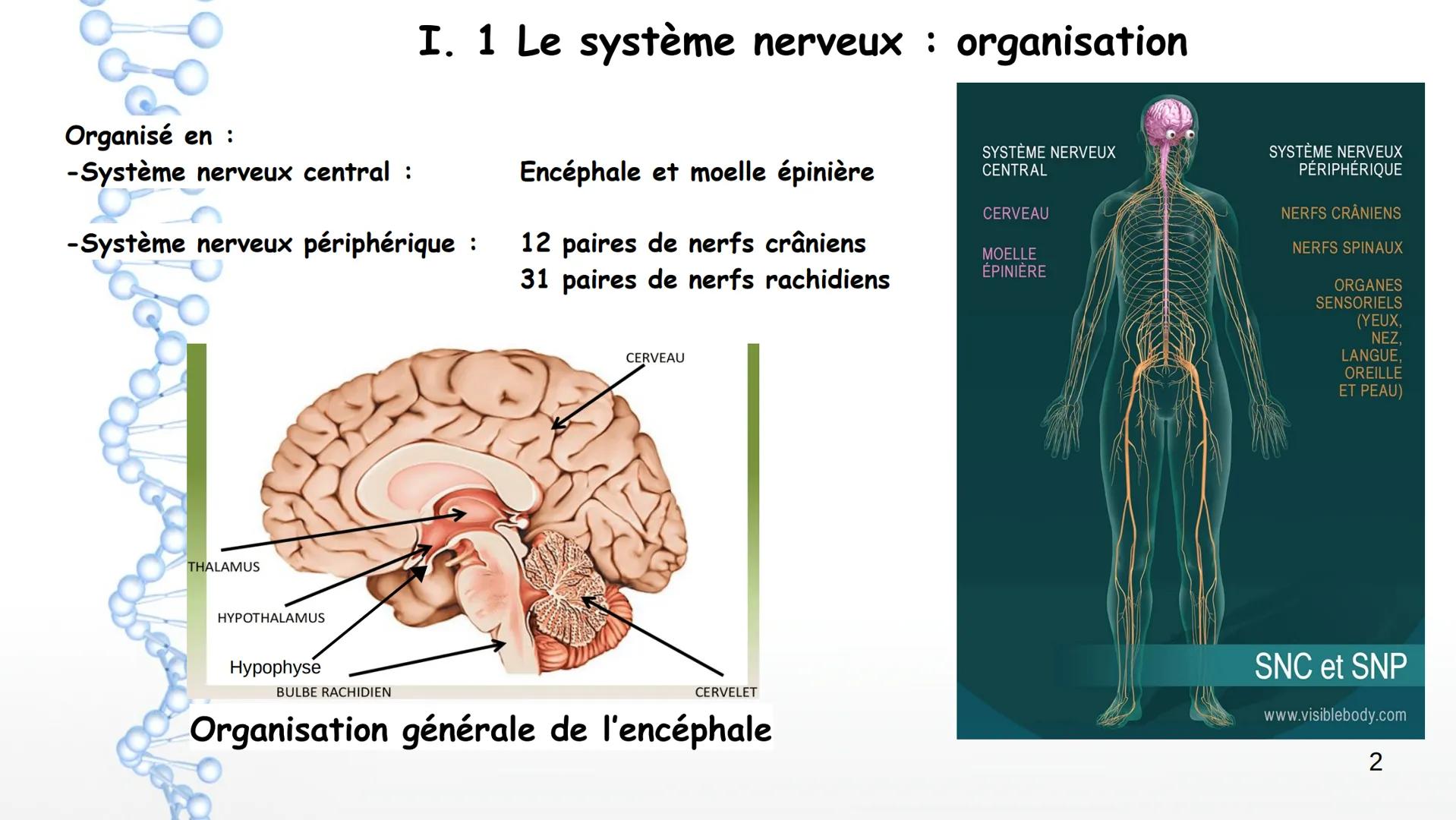 Le système nerveux
I. Anatomie et physiologie
1. Organisation générale
2. Techniques d'imagerie
3. Fonctions du SN
4. Nerf et neurones
6. Pa