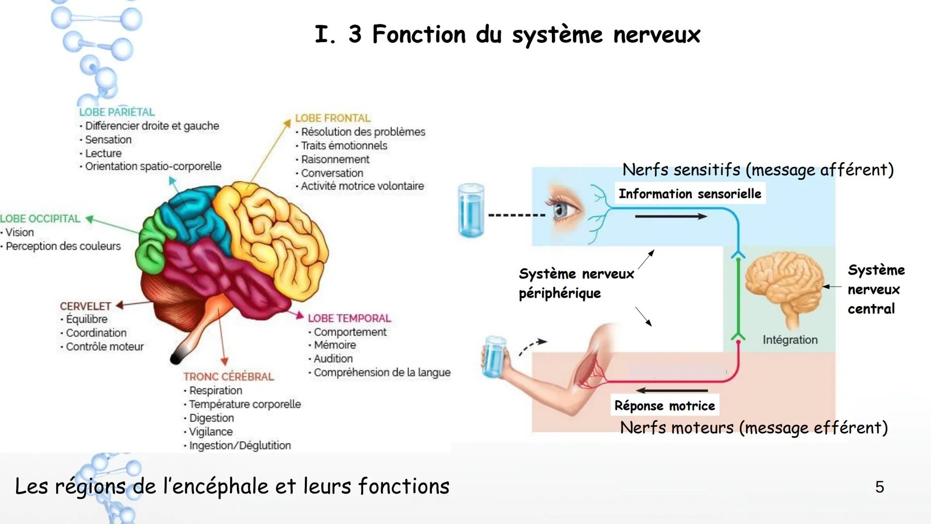 Le système nerveux
I. Anatomie et physiologie
1. Organisation générale
2. Techniques d'imagerie
3. Fonctions du SN
4. Nerf et neurones
6. Pa