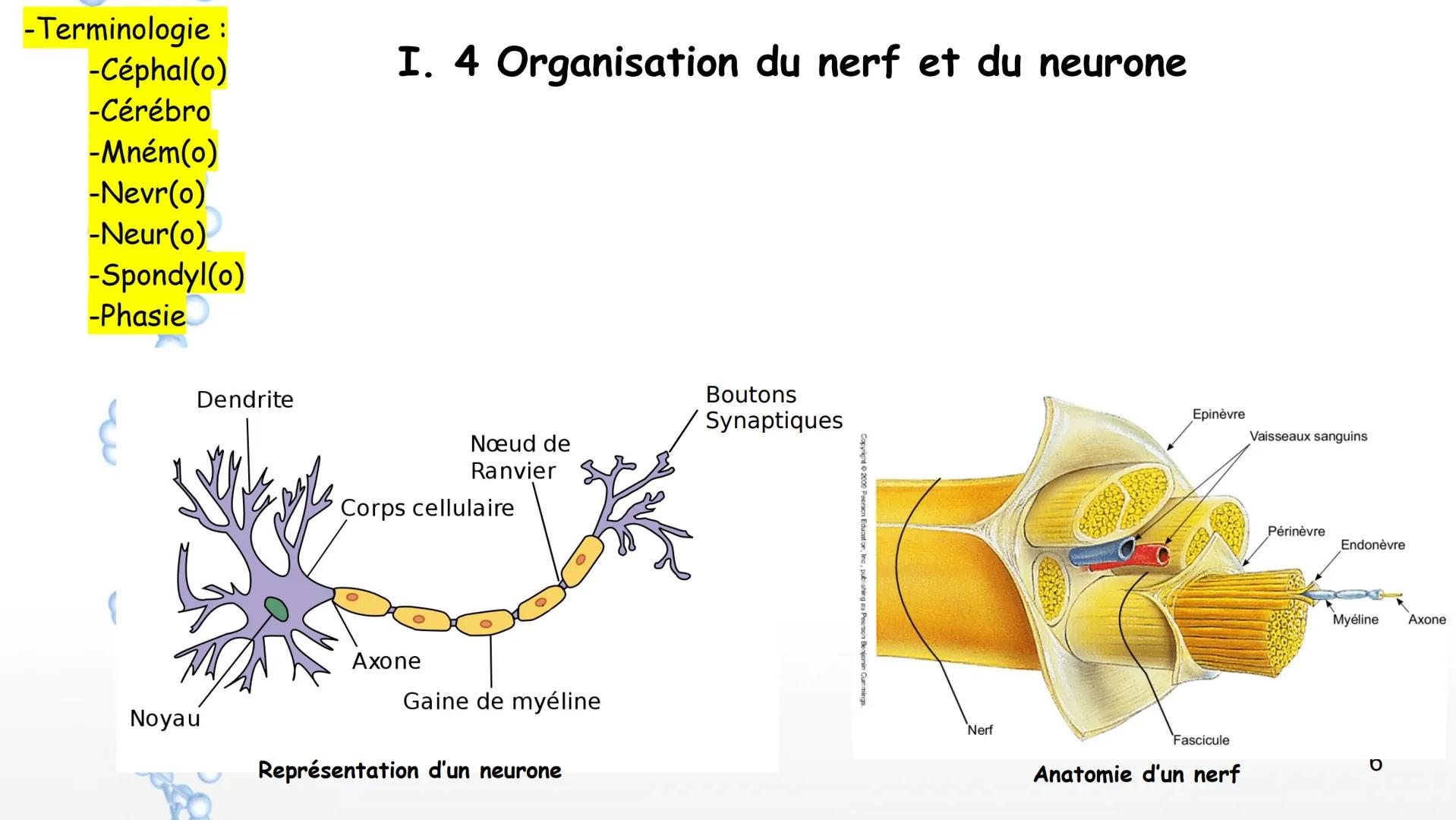 Le système nerveux
I. Anatomie et physiologie
1. Organisation générale
2. Techniques d'imagerie
3. Fonctions du SN
4. Nerf et neurones
6. Pa