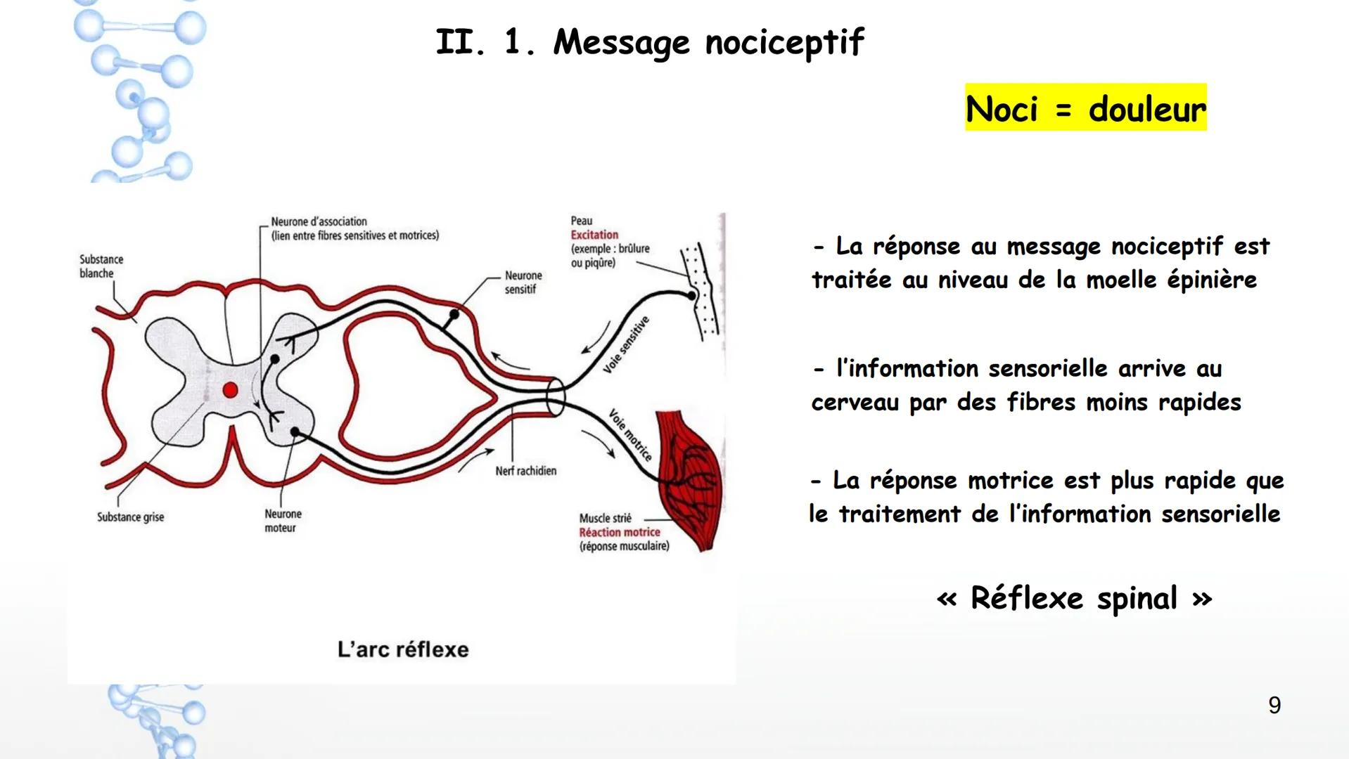 Le système nerveux
I. Anatomie et physiologie
1. Organisation générale
2. Techniques d'imagerie
3. Fonctions du SN
4. Nerf et neurones
6. Pa