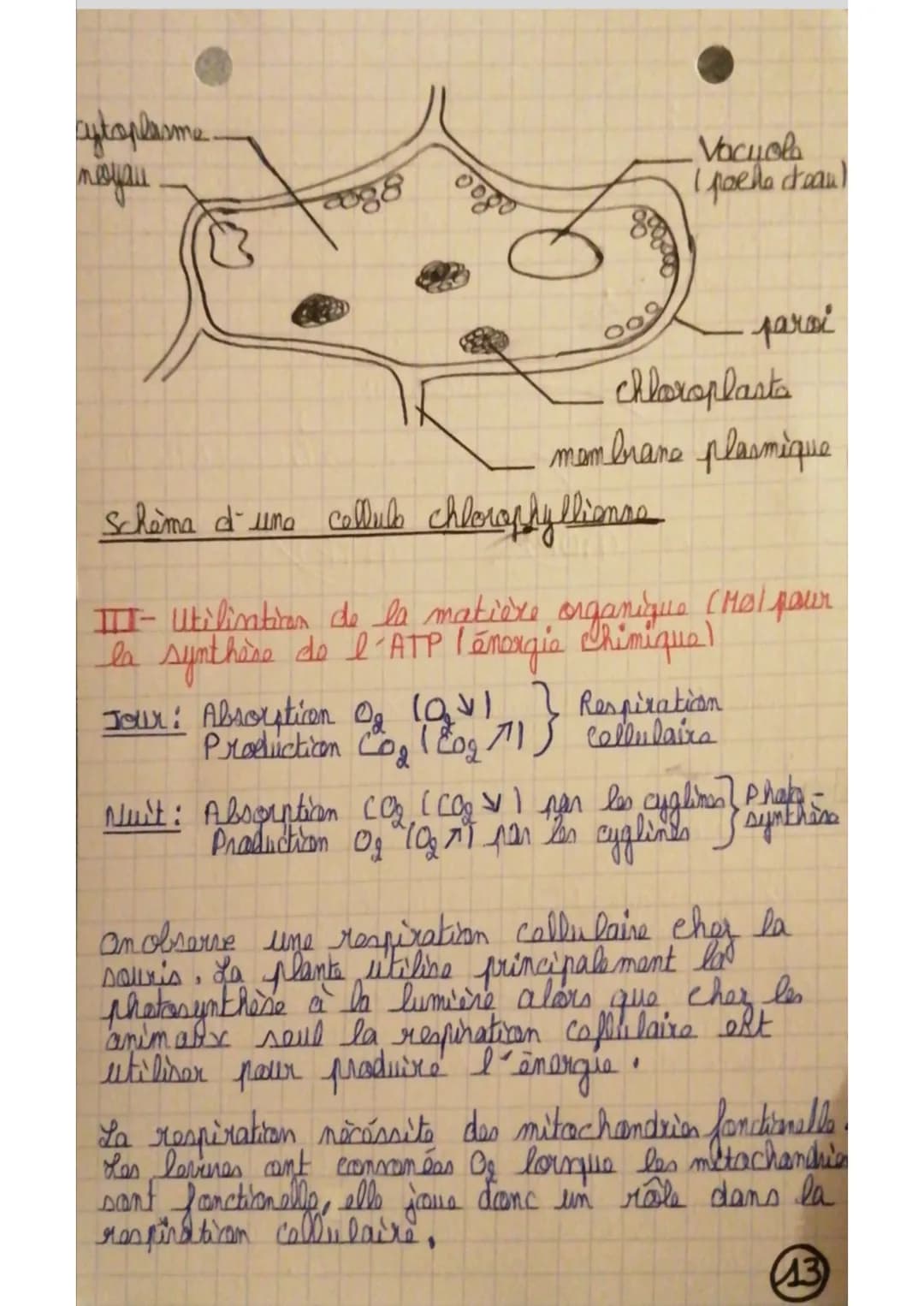 cytoplasme.
meeyou
888
oogo
Vacuola
(pacha crean)
paroi
chloroplasts
membrane plasmique
Schéma d'una cellule chlorophyllienne
III- Utilisati