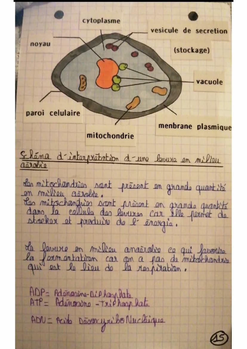cytoplasme.
meeyou
888
oogo
Vacuola
(pacha crean)
paroi
chloroplasts
membrane plasmique
Schéma d'una cellule chlorophyllienne
III- Utilisati