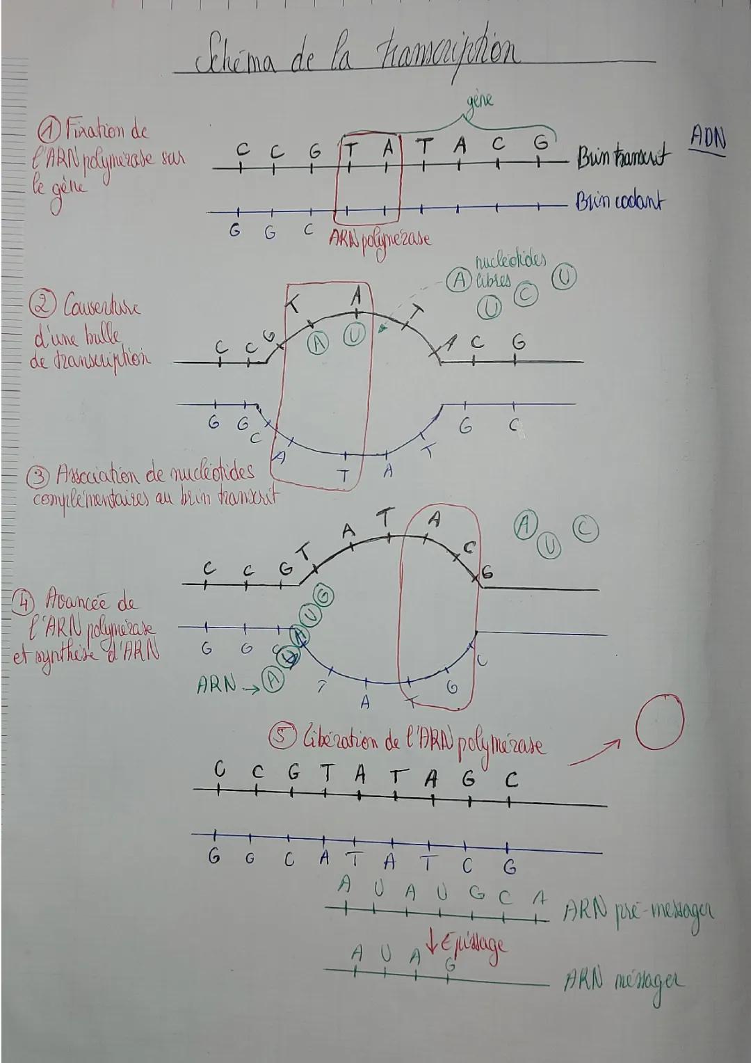 Les étapes et le schéma de la transcription de l'ADN en ARN messager