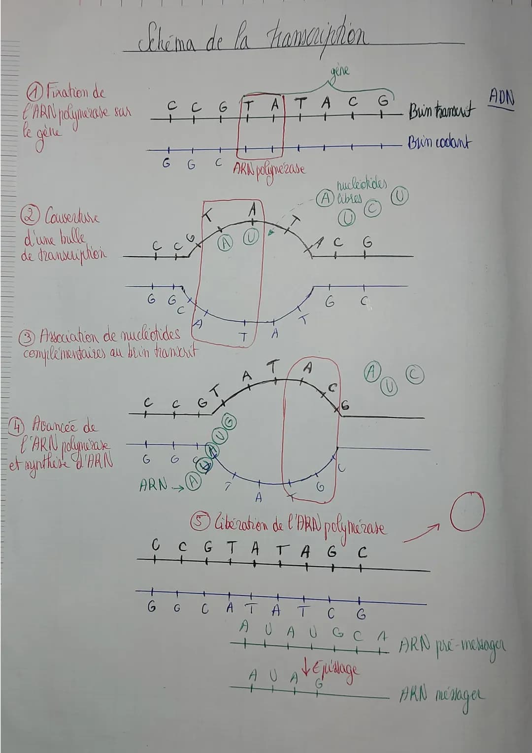 ⒸFixation de
CARN polymerase
· le gène
2 Couverture
d'une bulle
de transcription
sur
4 Avancée de
l'ARN polymerase
et synthese & ARN
Slima d