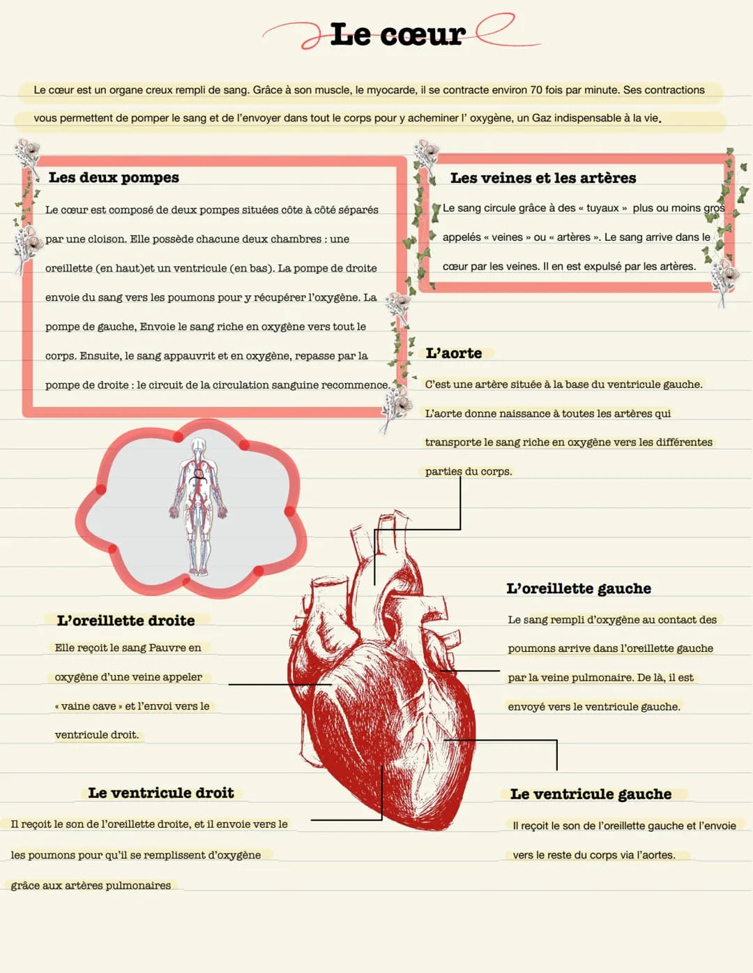 Le cœur
Le cœur est un organe creux rempli de sang. Grâce à son muscle, le myocarde, il se contracte environ 70 fois par minute. Ses contrac