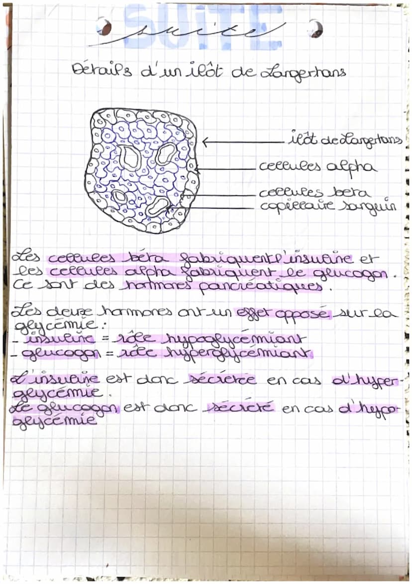 منهم من كريم
شود
glyco) = glucose émie = concentration dans le sang
glycémie est le tauxe de glucose dans le sang
glucose: nutriment energet