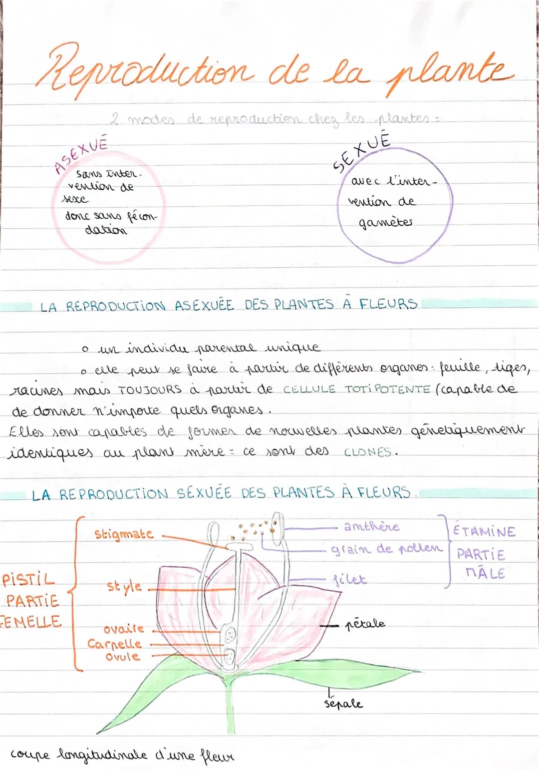 Reproduction de la plante
2 modes de reproduction chez les plantes =
ASEXUE
sans inter.
vention de
PISTIL
PARTIE
FEMELLE
sexe
donc sans féco