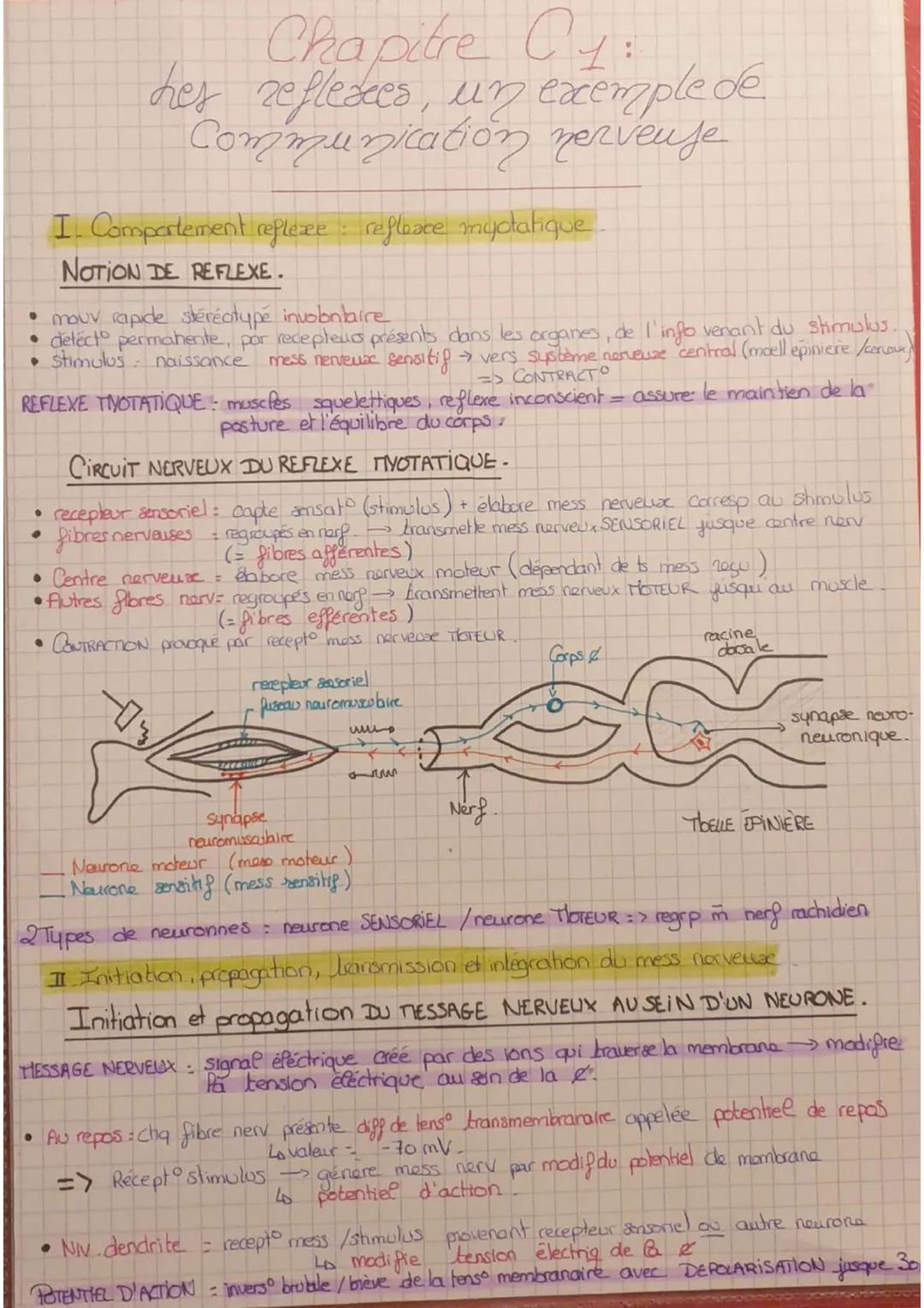 • mouv rapide stéréotypé involontaire
• detect permanente, por recepteurs présents dans les organes, de l'info venant du stimulus.
• stimulu