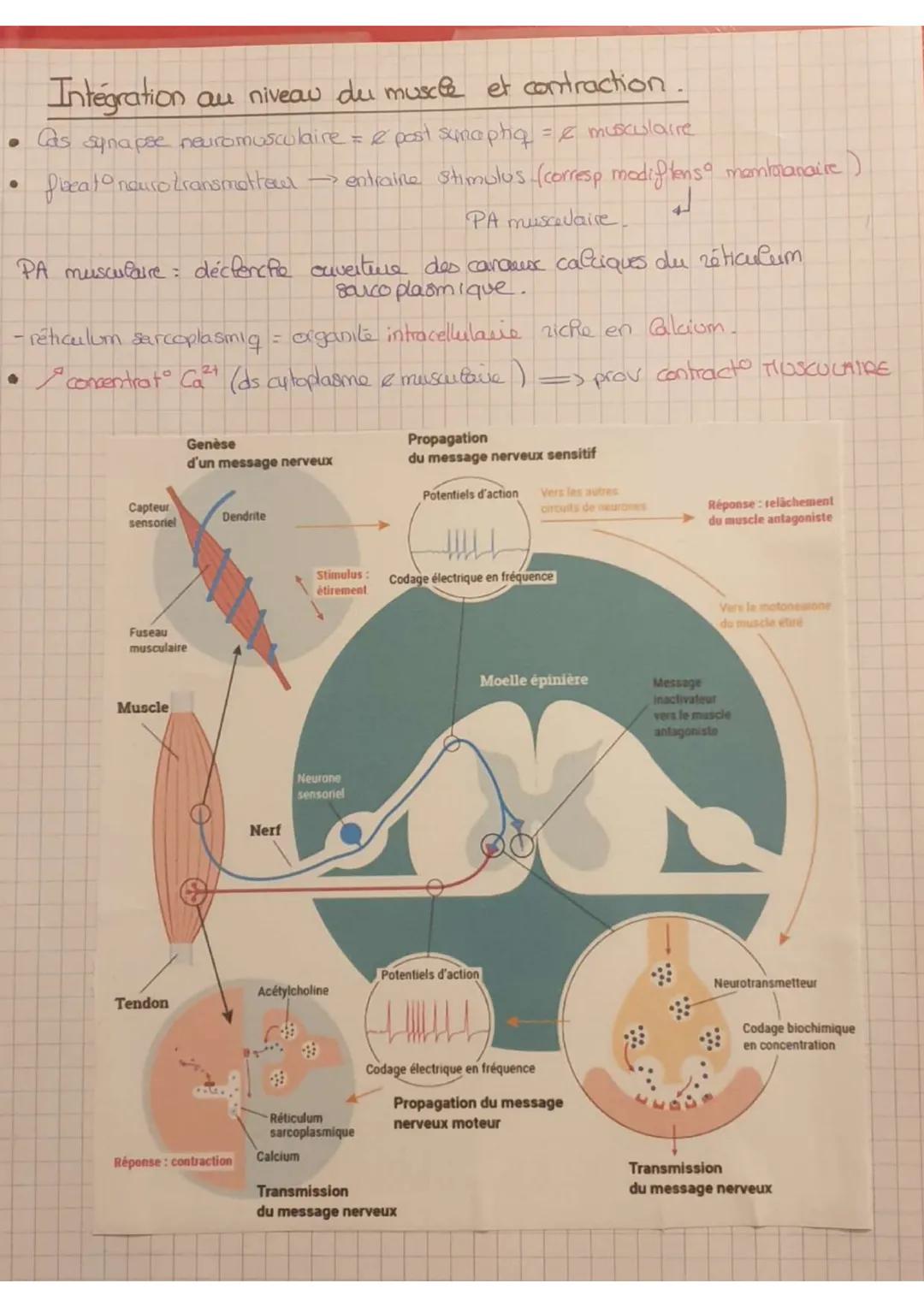 • mouv rapide stéréotypé involontaire
• detect permanente, por recepteurs présents dans les organes, de l'info venant du stimulus.
• stimulu