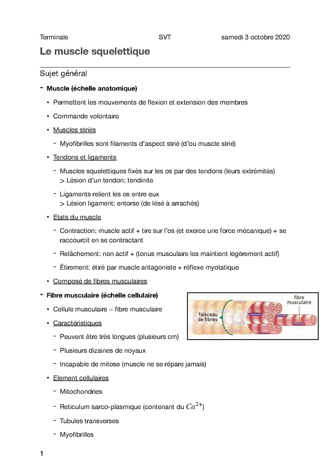 Cours 2.1 - Le muscle