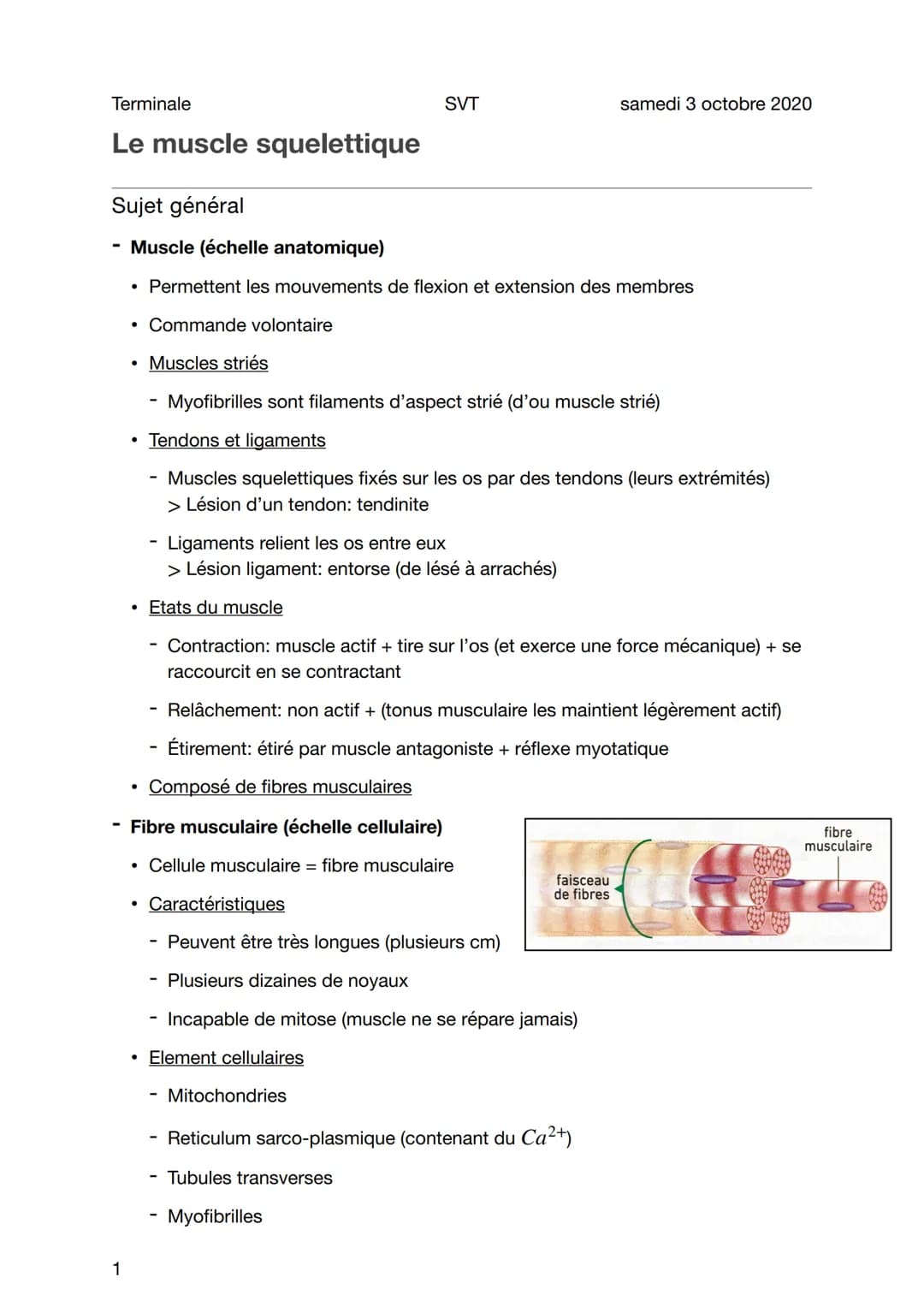 Terminale
Le muscle squelettique
1
Sujet général
Muscle (échelle anatomique)
• Permettent les mouvements de flexion et extension des membres