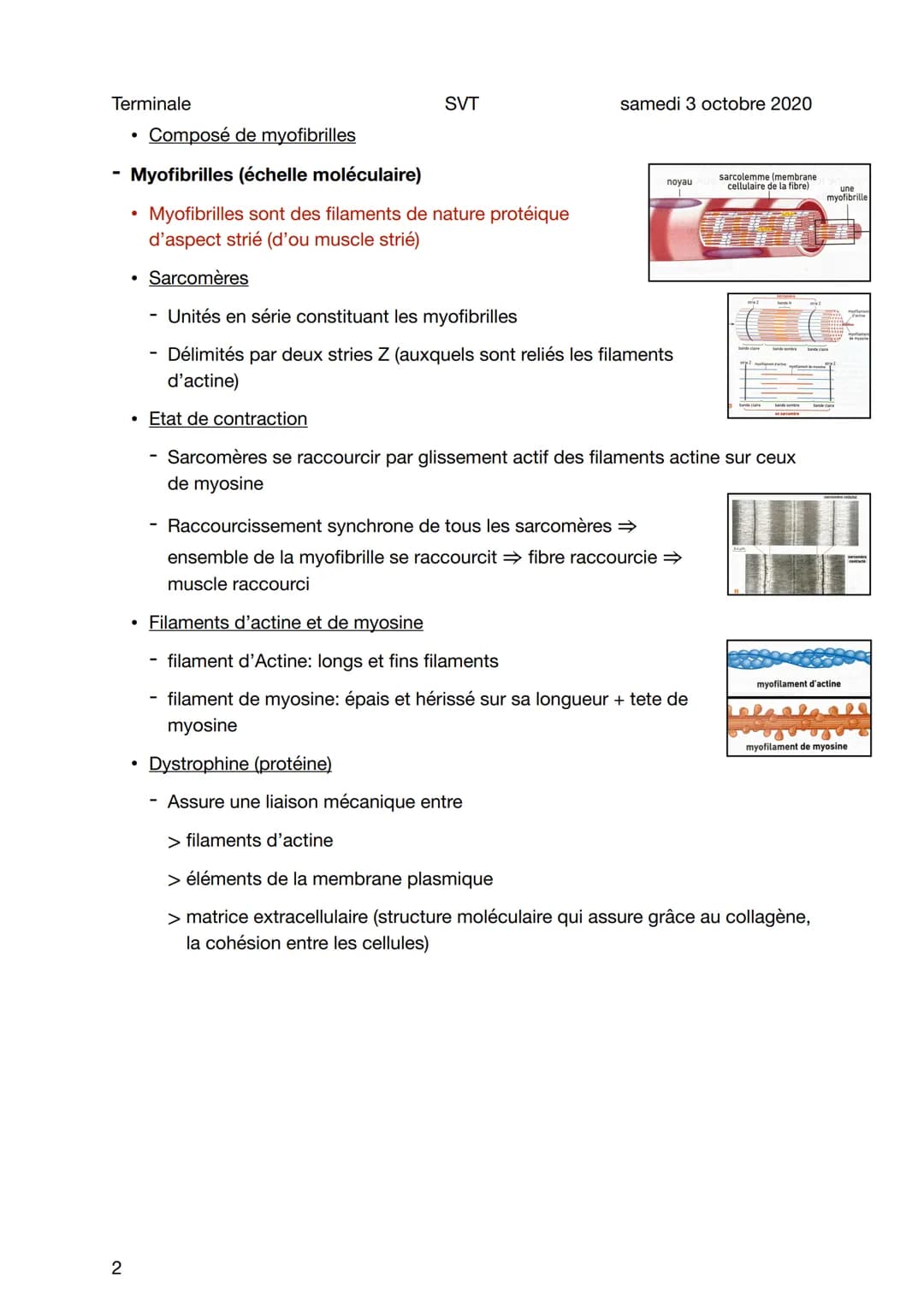 Terminale
Le muscle squelettique
1
Sujet général
Muscle (échelle anatomique)
• Permettent les mouvements de flexion et extension des membres