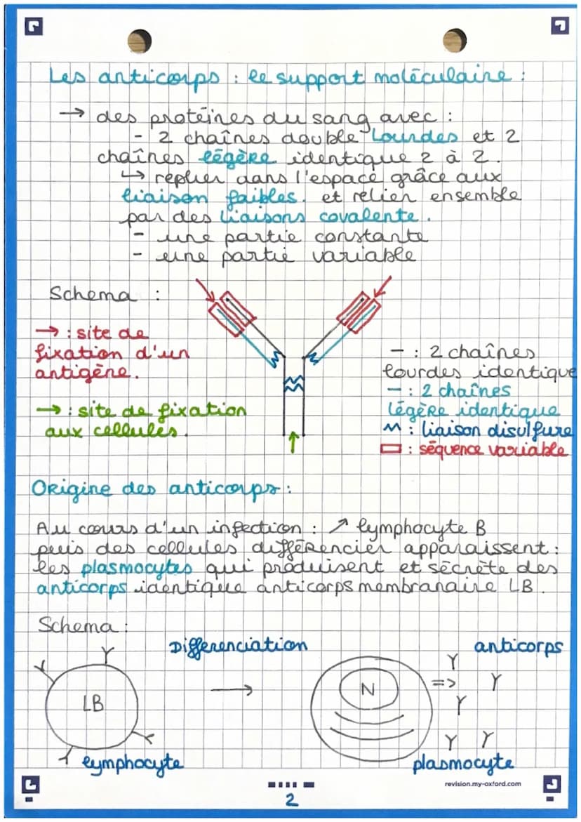 immunité adaptative
Immunite adaptative: prolongement de
e' imunité inée (uniquement chez les
vertébrés
Caractéristique de cette immunités:
