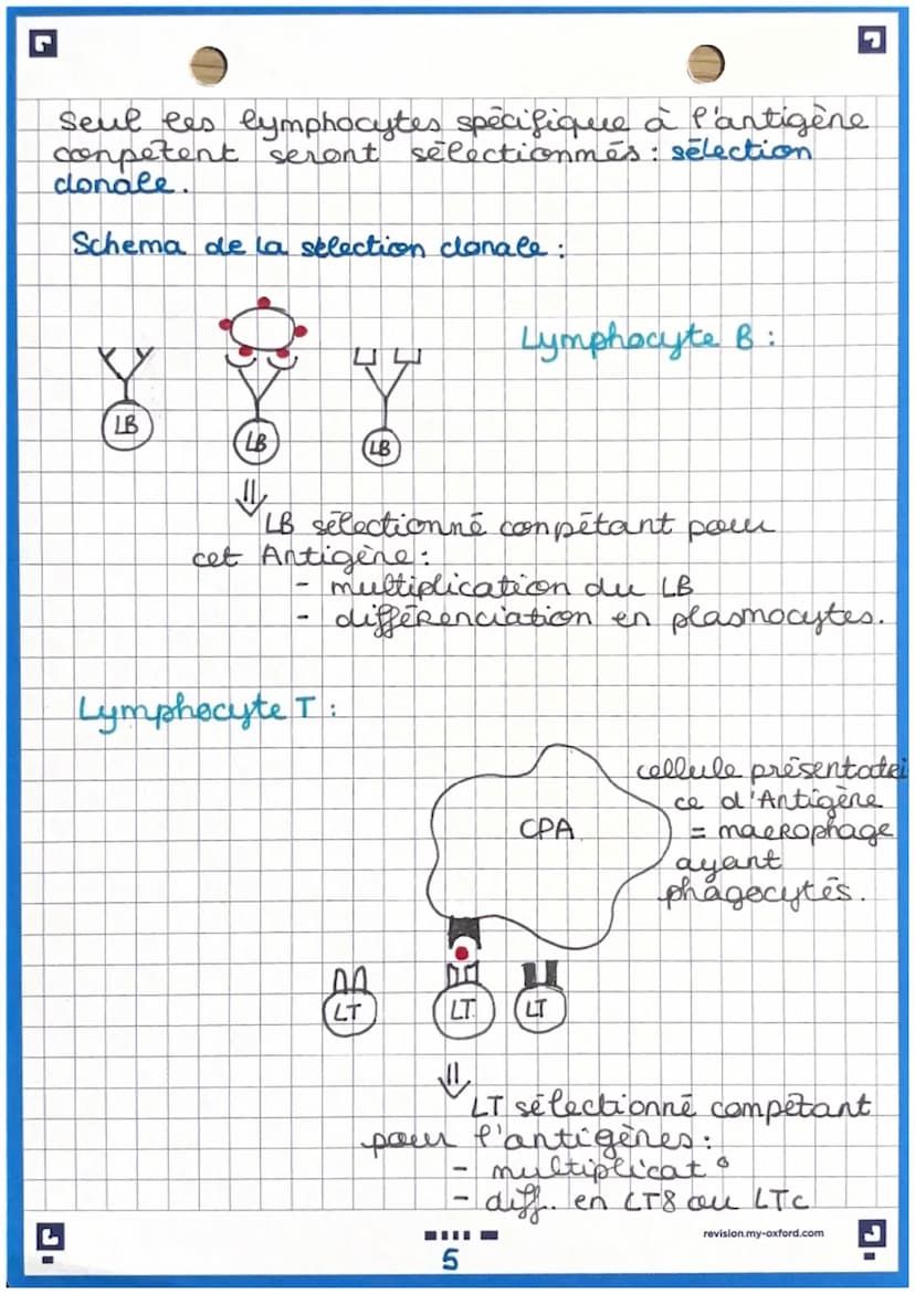 immunité adaptative
Immunite adaptative: prolongement de
e' imunité inée (uniquement chez les
vertébrés
Caractéristique de cette immunités:
