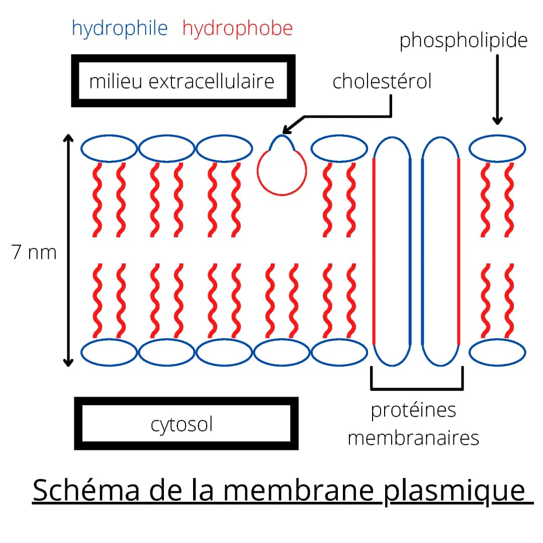Schéma Simple et Résumé de la Structure et Fonction de la Membrane Plasmique