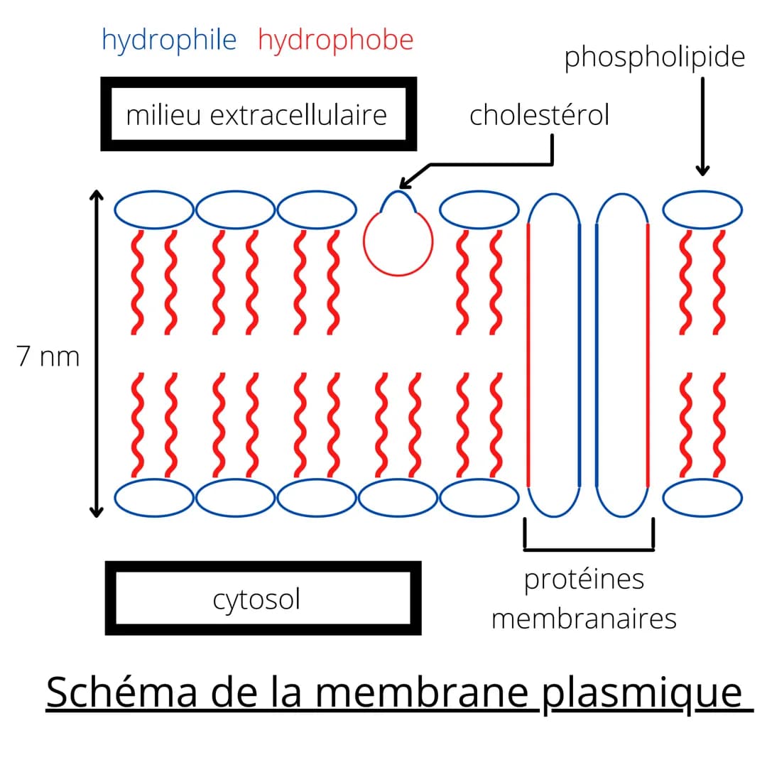 7 nm
hydrophile hydrophobe
milieu extracellulaire
phospholipide
cytosol
cholestérol
ammo
STOO
protéines
membranaires
Schéma de la membrane p