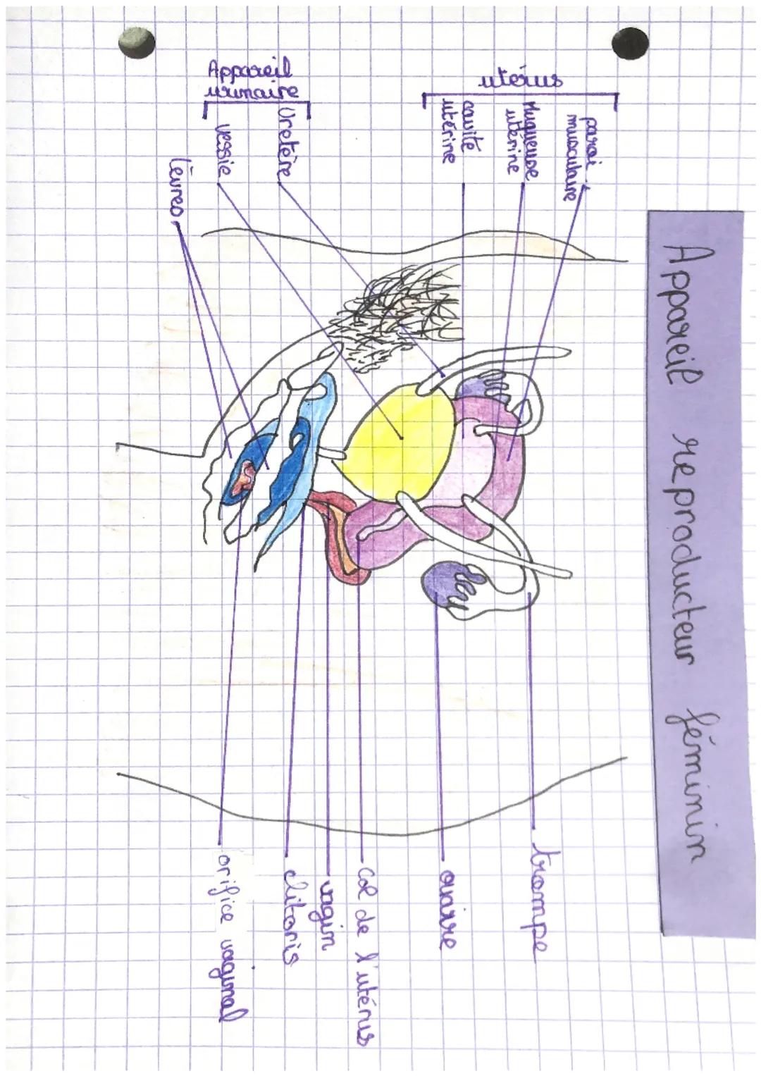 Appareil
urimaire

uterus
parai
musculaire
Huguense
uterine
cavite
uterine
Uretere
vessie
Levres

Appareil reproducteur féminin
Per

trompe
