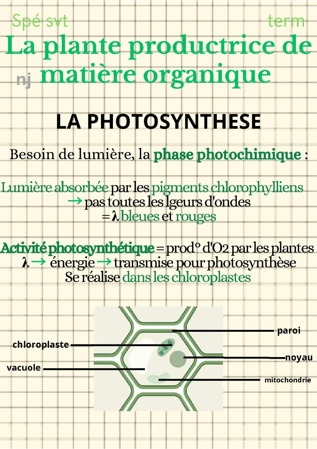 La plante reproductrice de matière organique 
