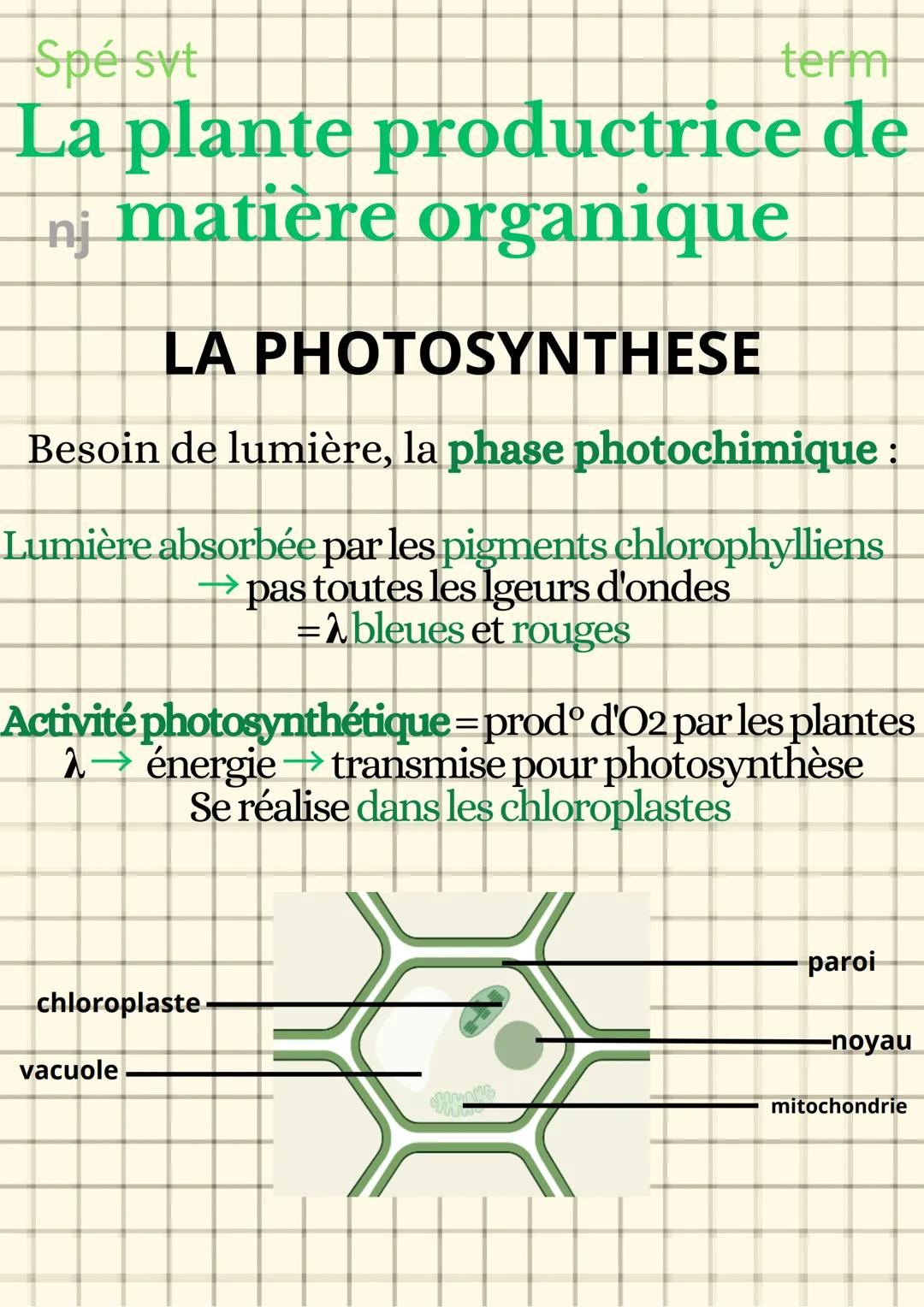 Spé syt
term
La plante productrice de
nj matière organique
LA PHOTOSYNTHESE
Besoin de lumière, la phase photochimique :
Lumière absorbée par
