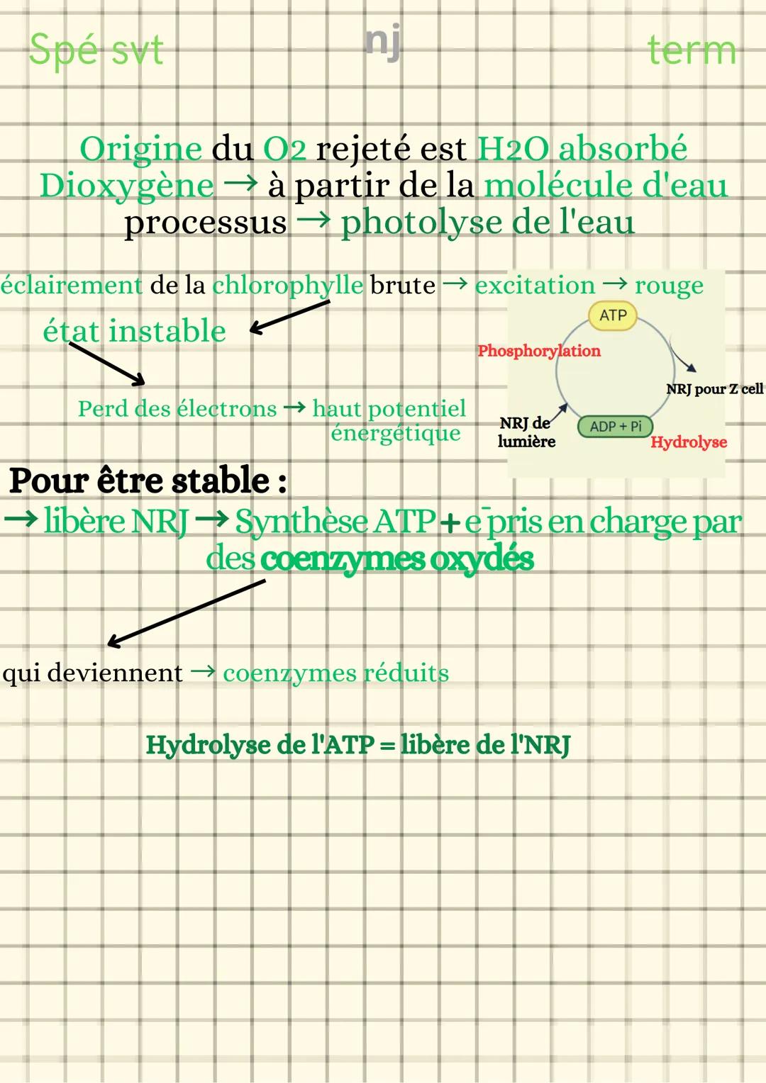Spé syt
term
La plante productrice de
nj matière organique
LA PHOTOSYNTHESE
Besoin de lumière, la phase photochimique :
Lumière absorbée par